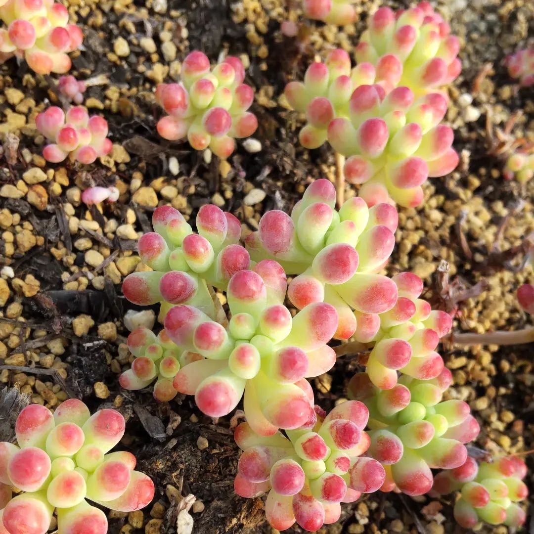 恋心錦 多肉植物 セダム