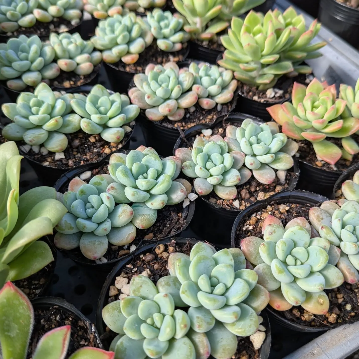 明日は、イベントに出ます。