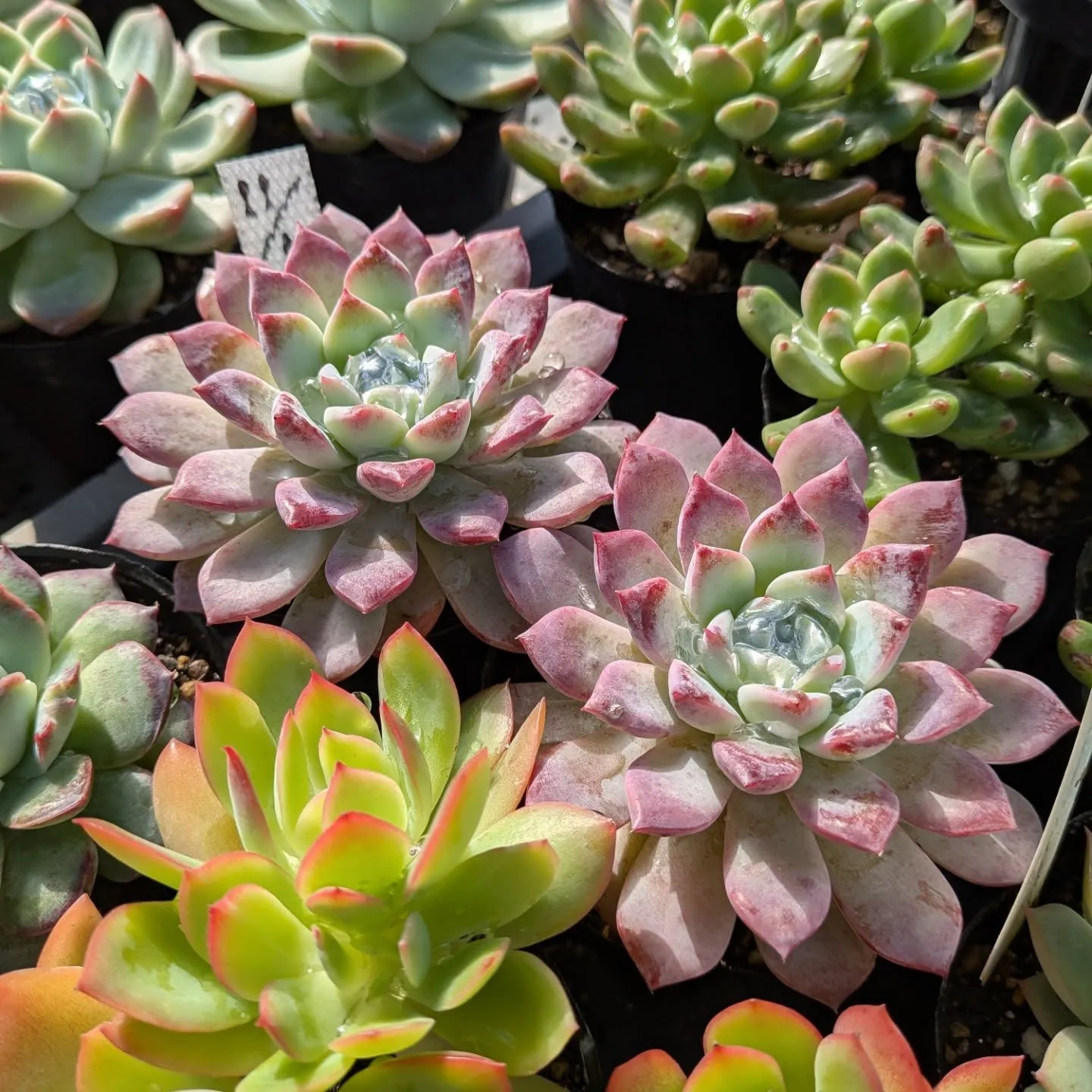 明日は、イベントに出ます。