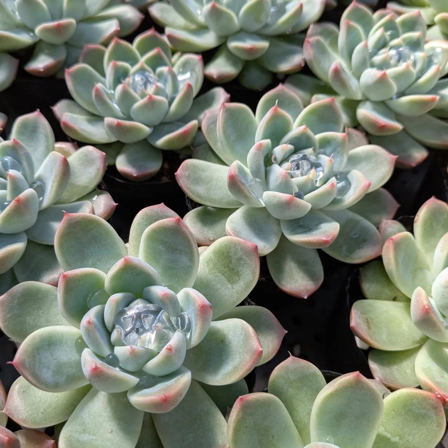 明日は、イベントに出ます。