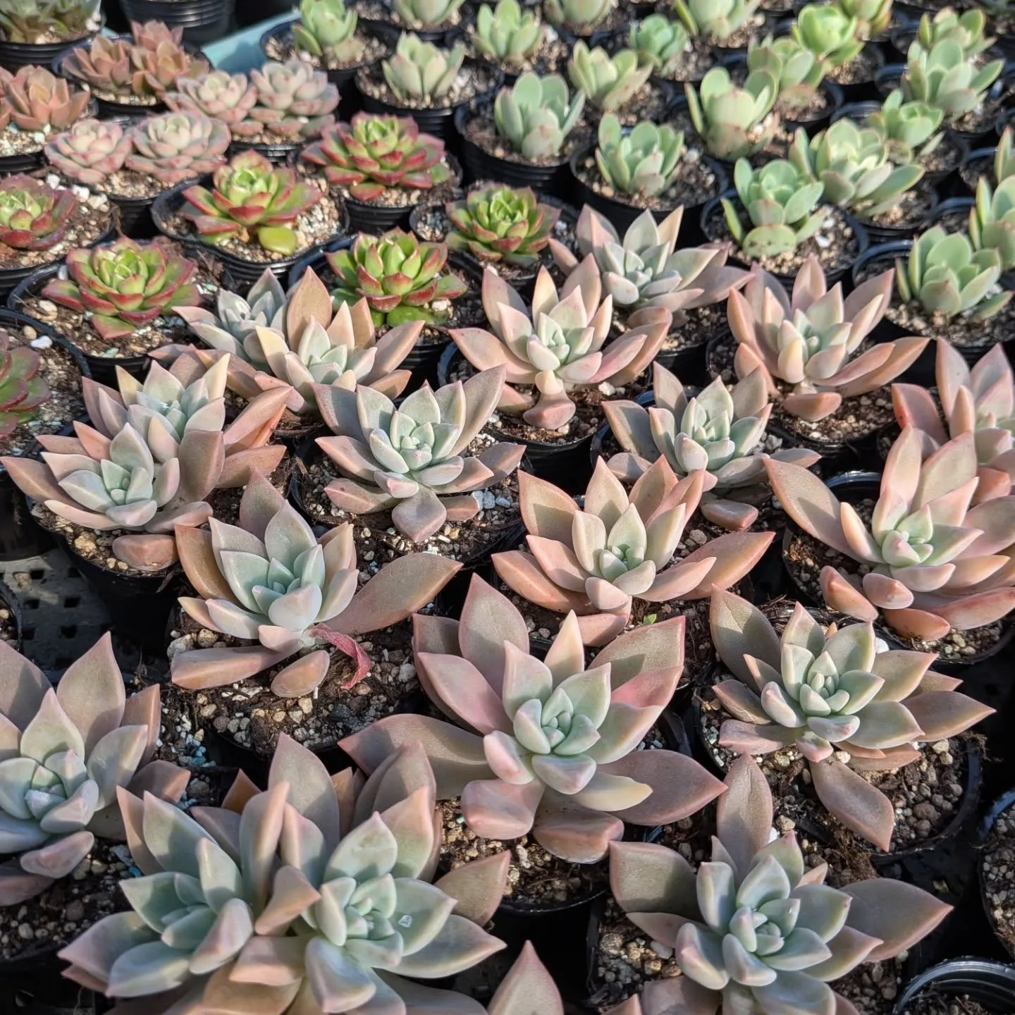 明日は、イベントに出ます。