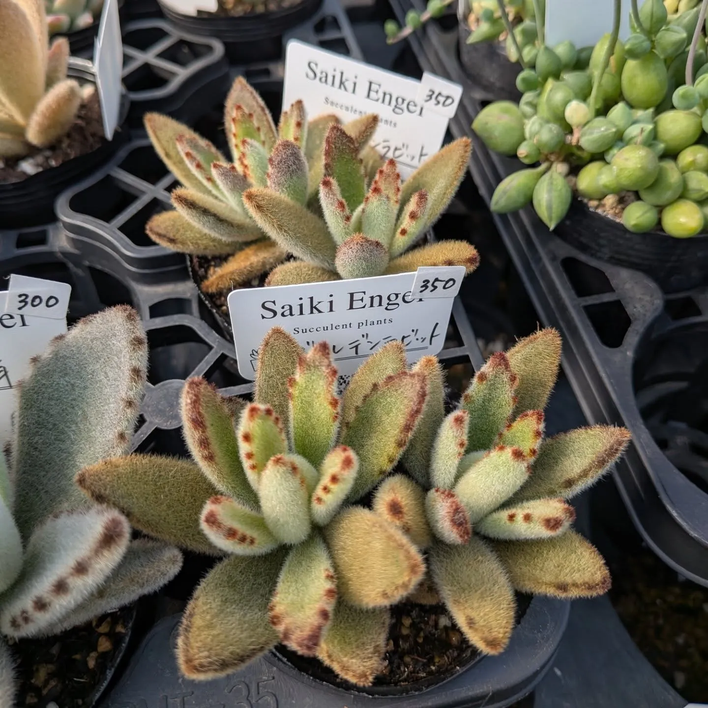 おはようございます