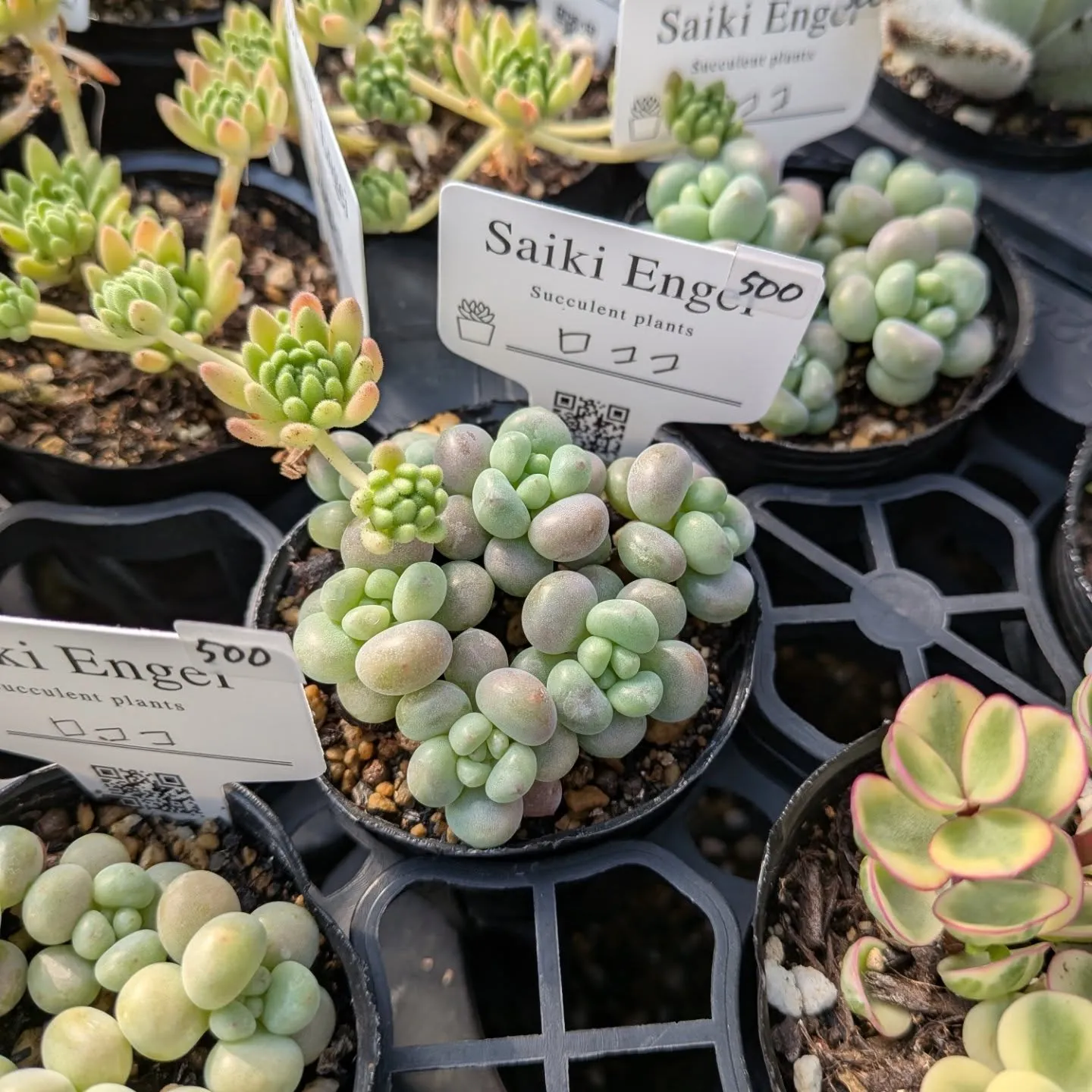 おはようございます