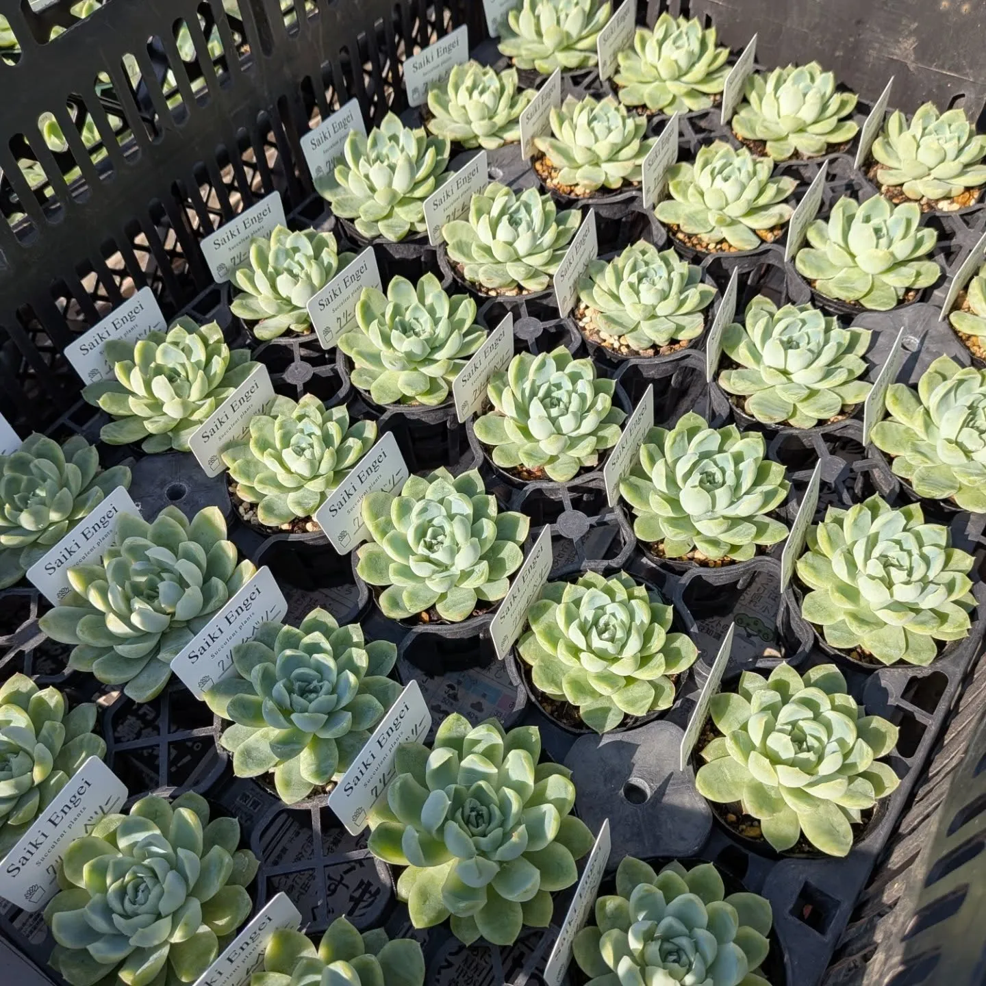 おはようございます