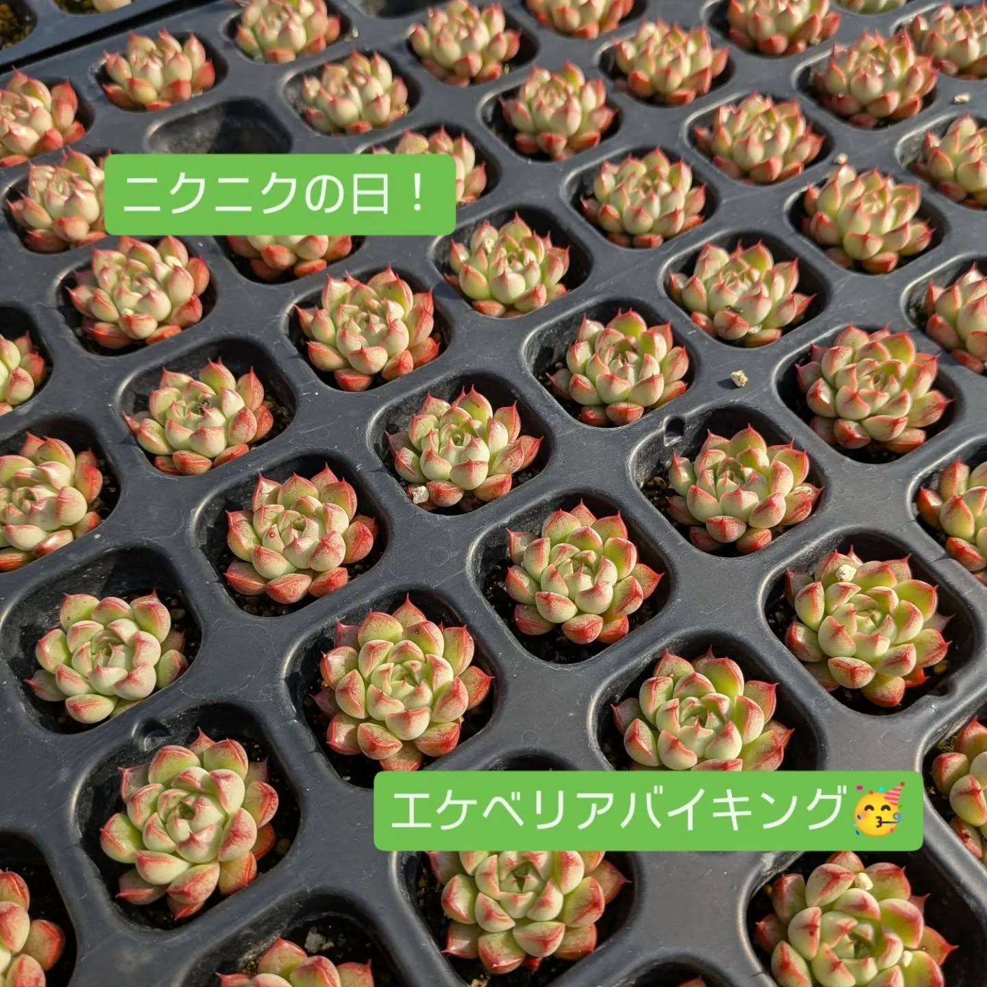 29日のニクニクの日＼(^o^)／