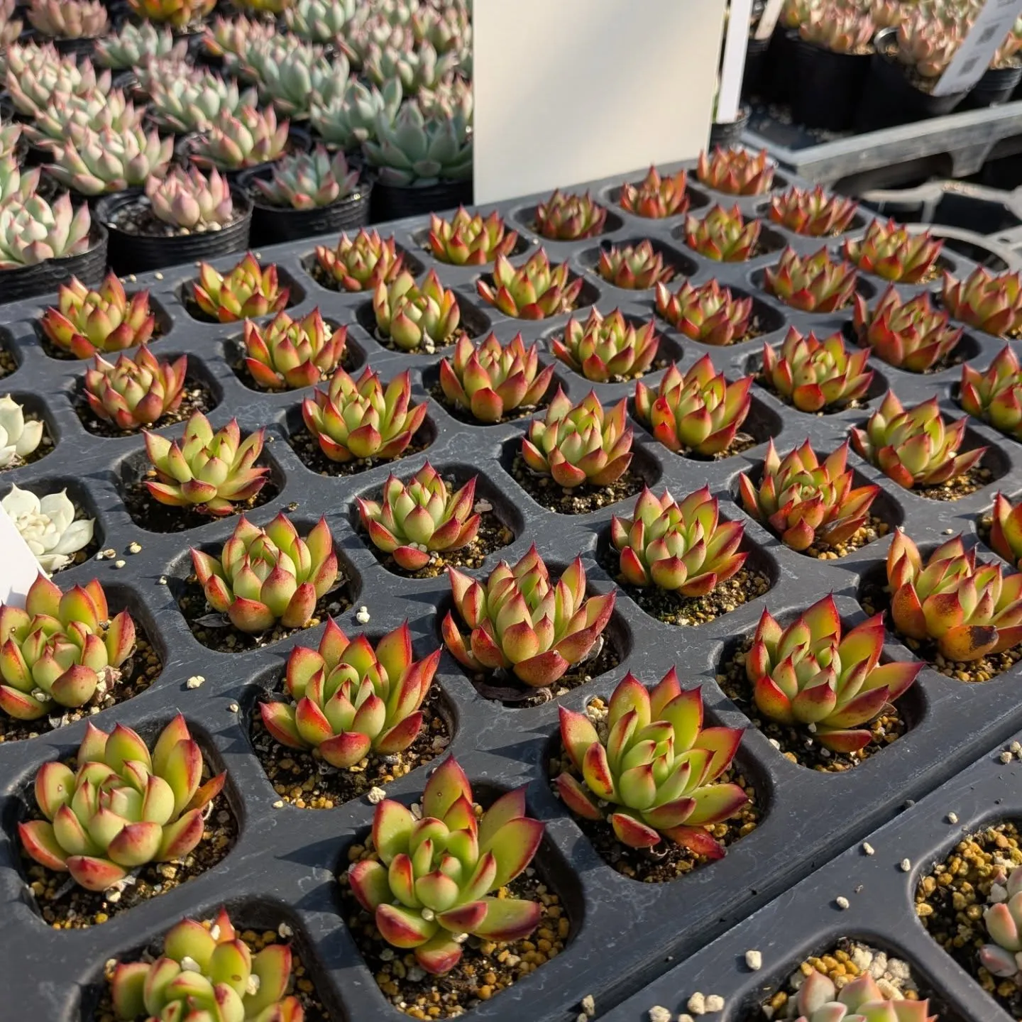 29日のニクニクの日＼(^o^)／