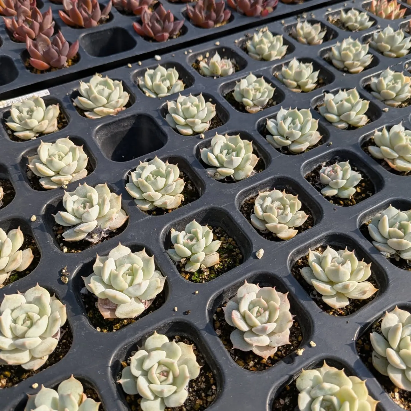 29日のニクニクの日＼(^o^)／