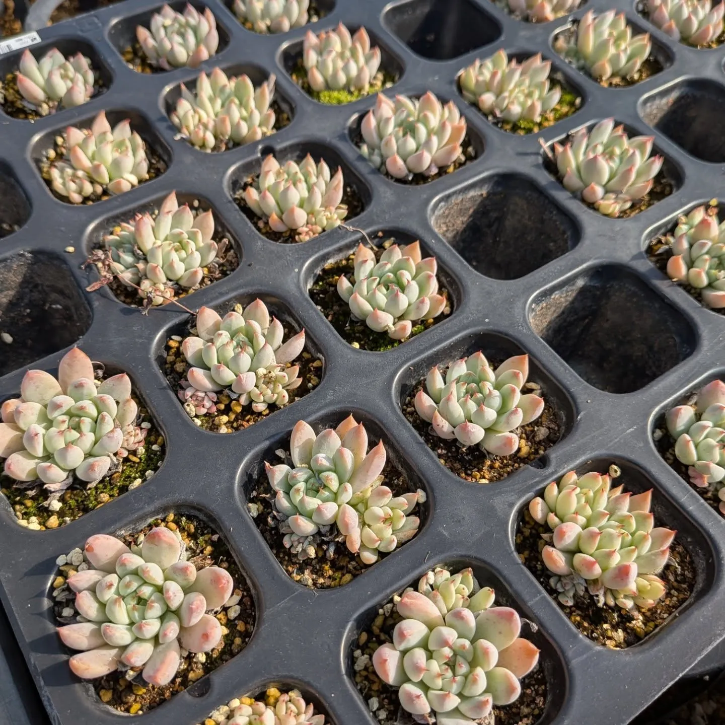 29日のニクニクの日＼(^o^)／