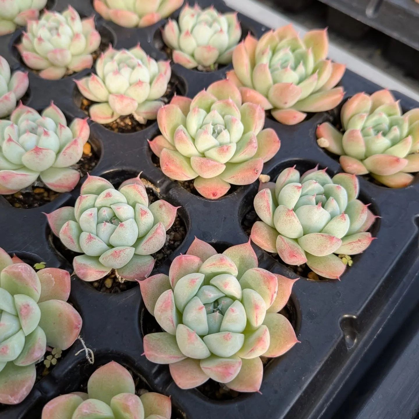 29日のニクニクの日＼(^o^)／