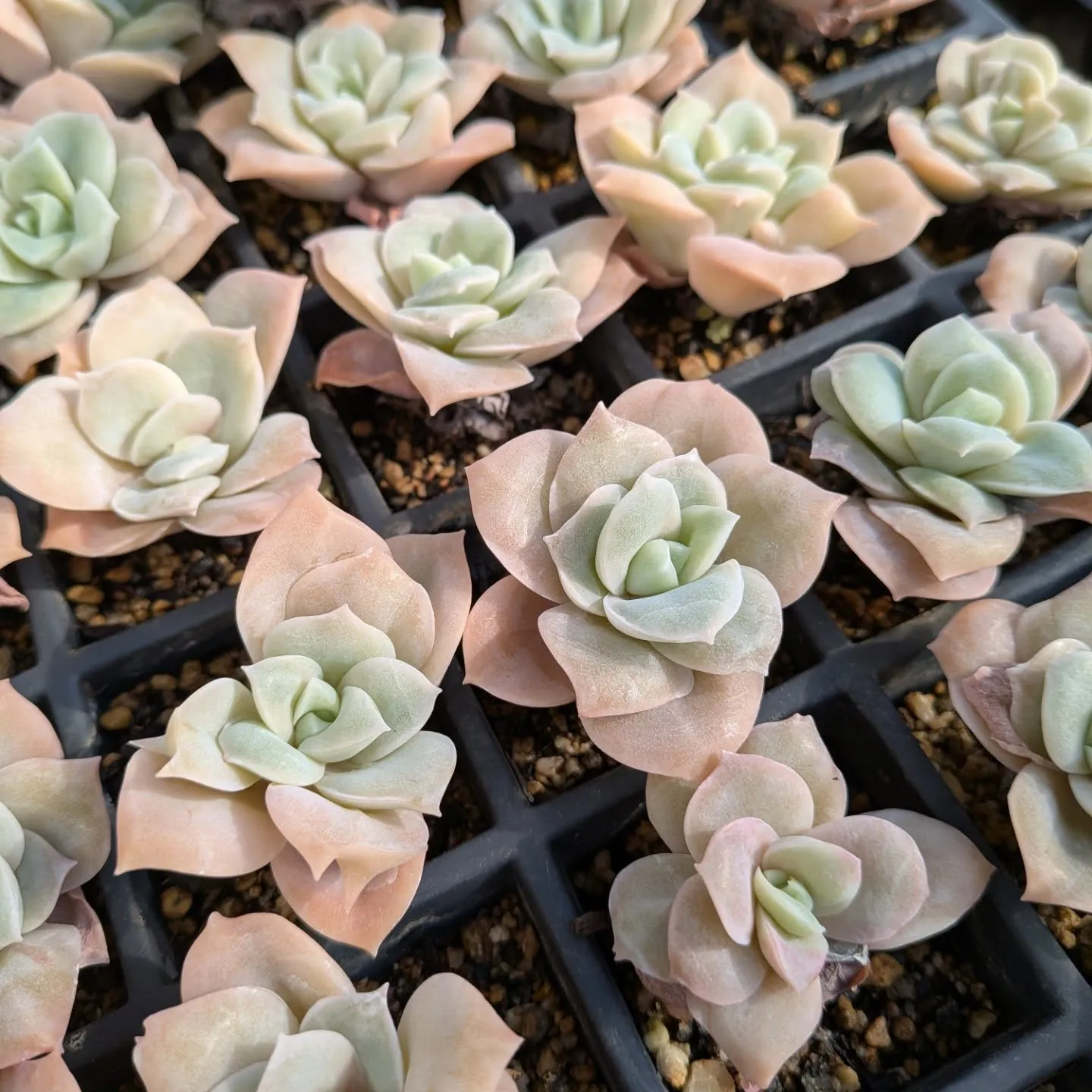 29日のニクニクの日＼(^o^)／