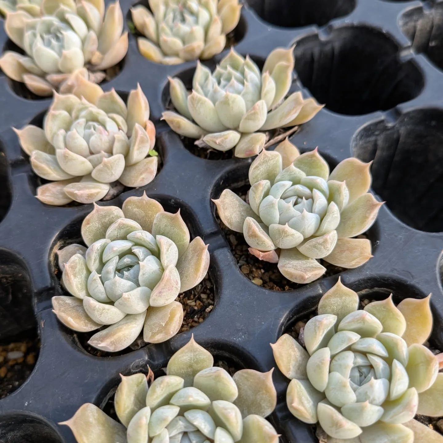 29日のニクニクの日＼(^o^)／