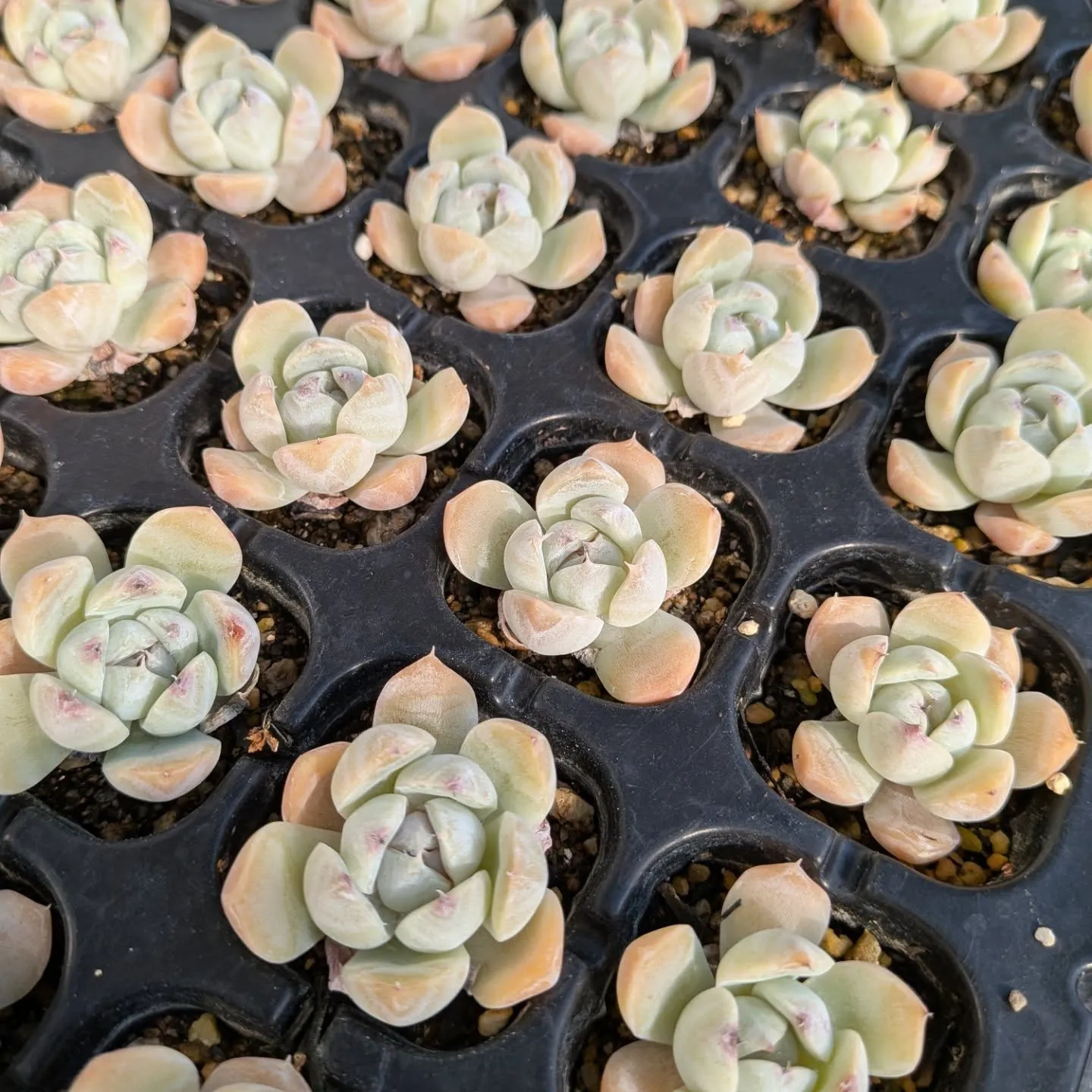 29日のニクニクの日＼(^o^)／