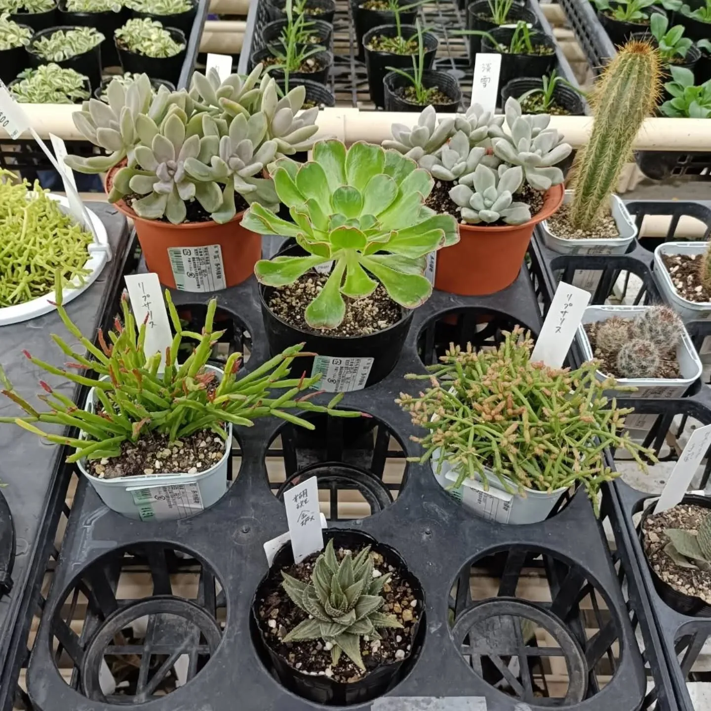 おはようございます☀