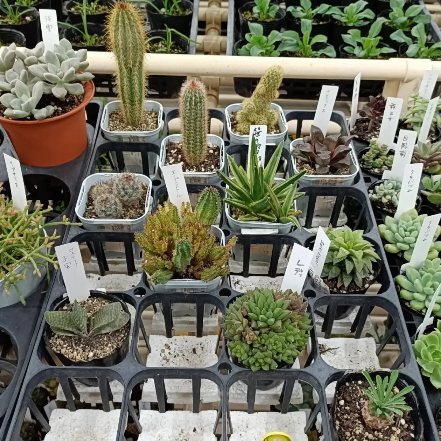 おはようございます☀