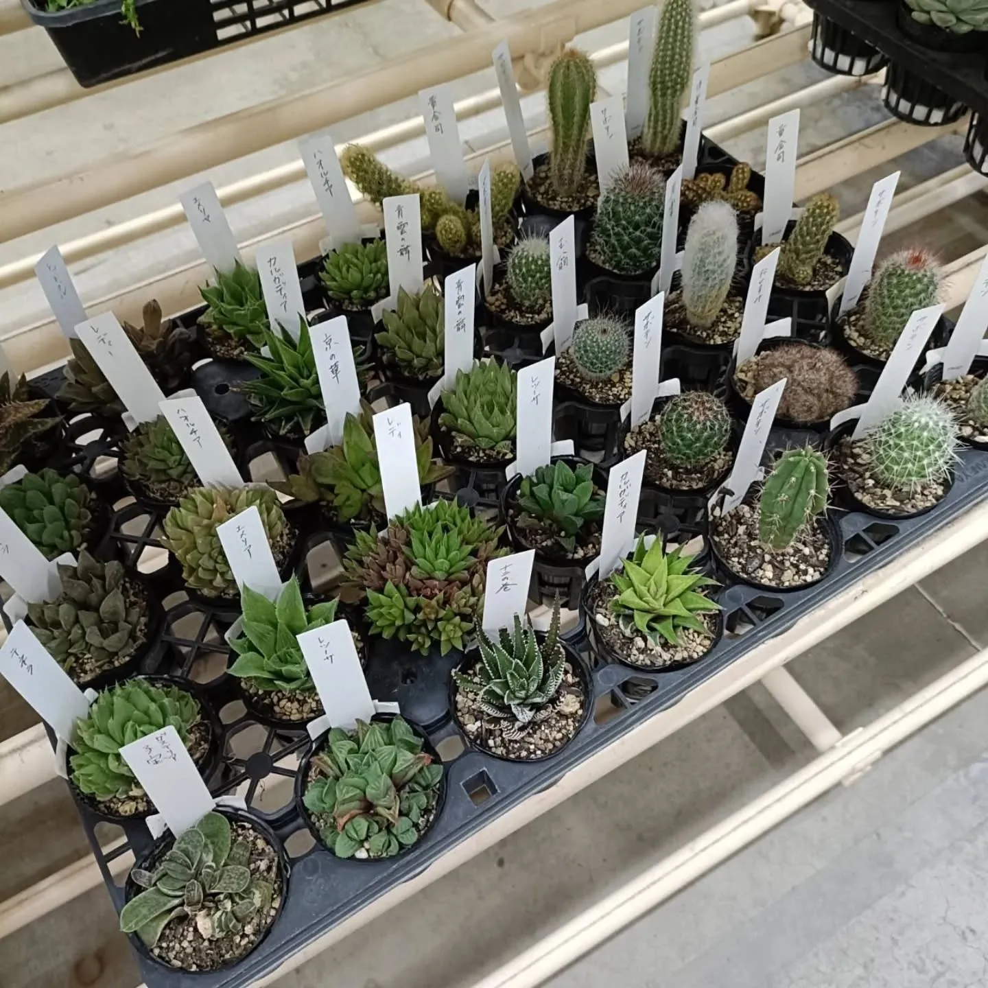 おはようございます☀