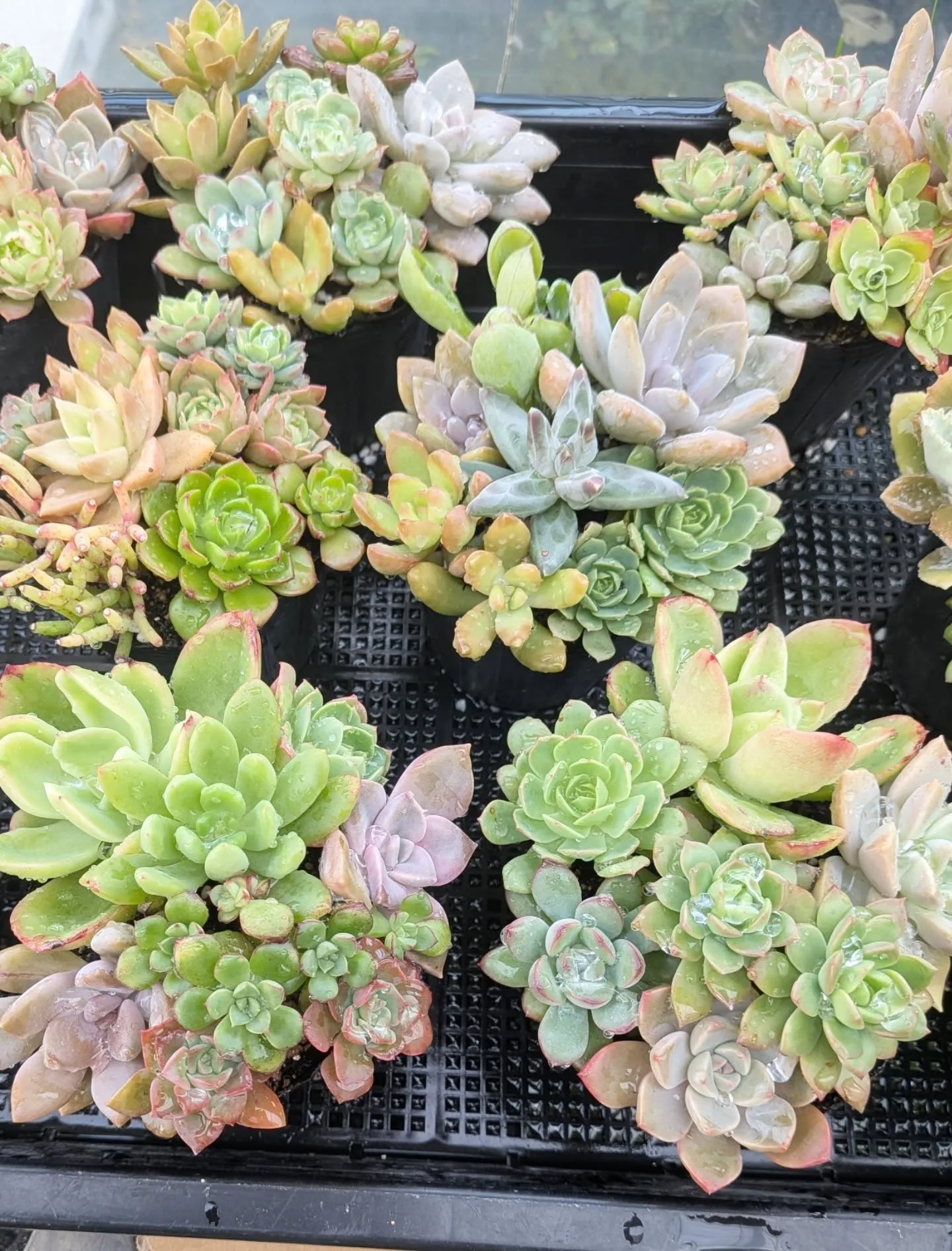 近づいてきました！28日29日の感謝祭セールの準備を慌ただし...