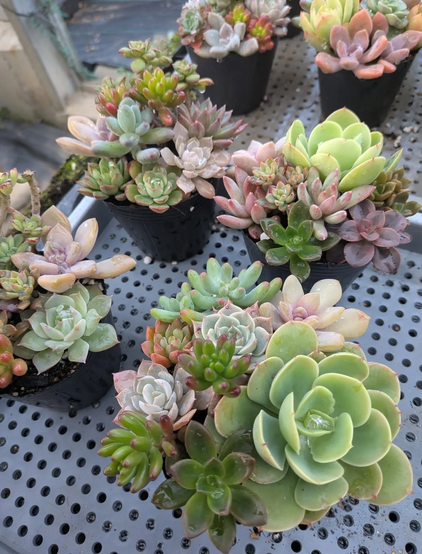 近づいてきました！28日29日の感謝祭セールの準備を慌ただし...