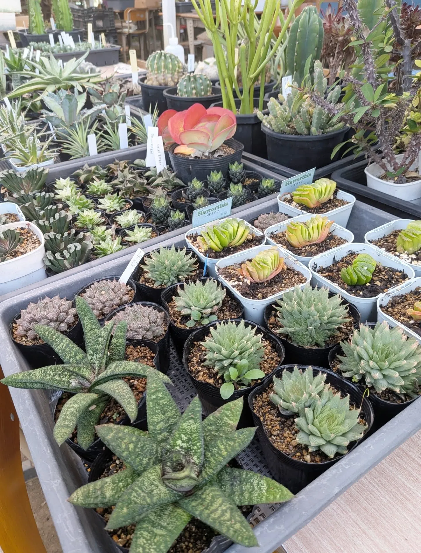 近づいてきました！28日29日の感謝祭セールの準備を慌ただし...