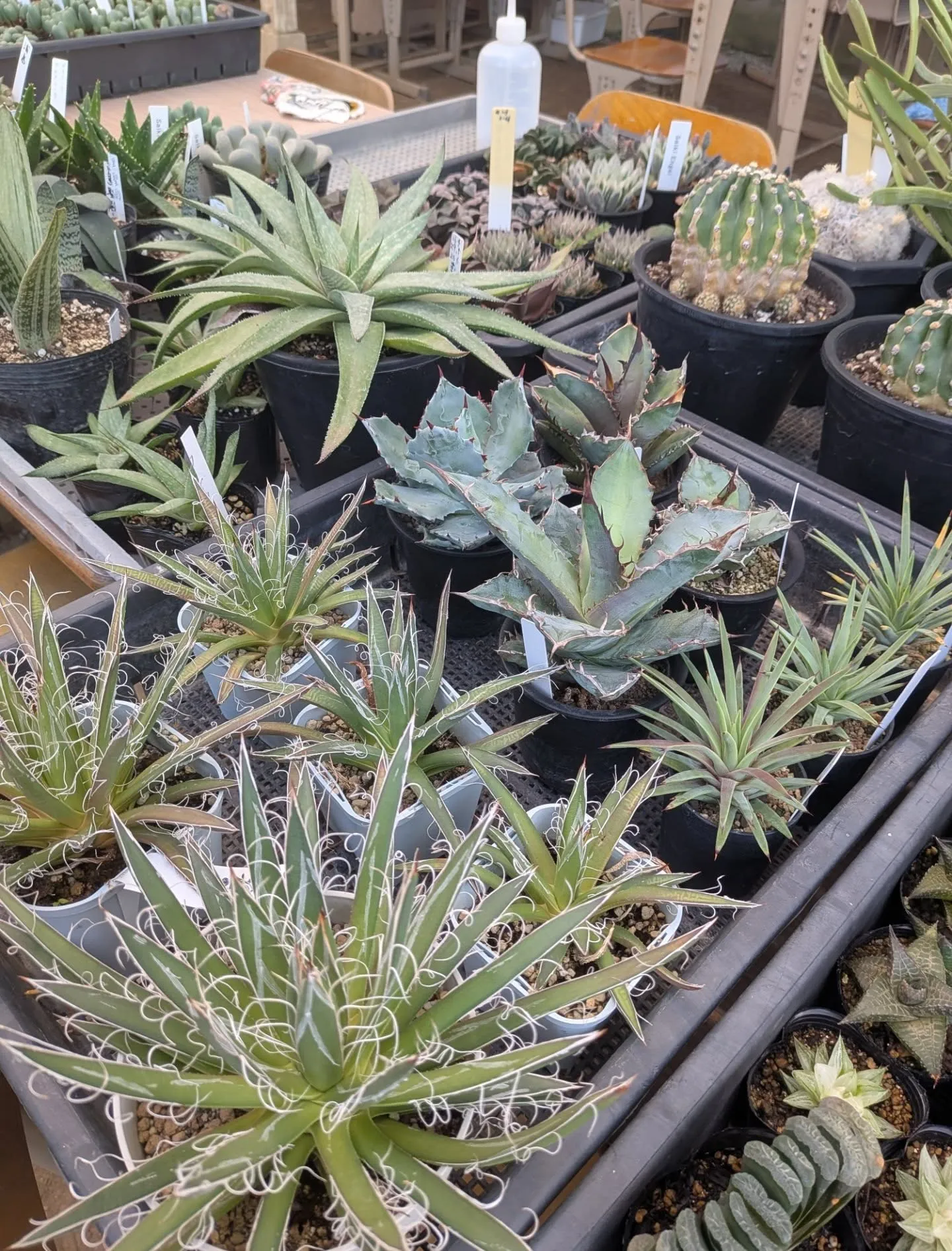 近づいてきました！28日29日の感謝祭セールの準備を慌ただし...