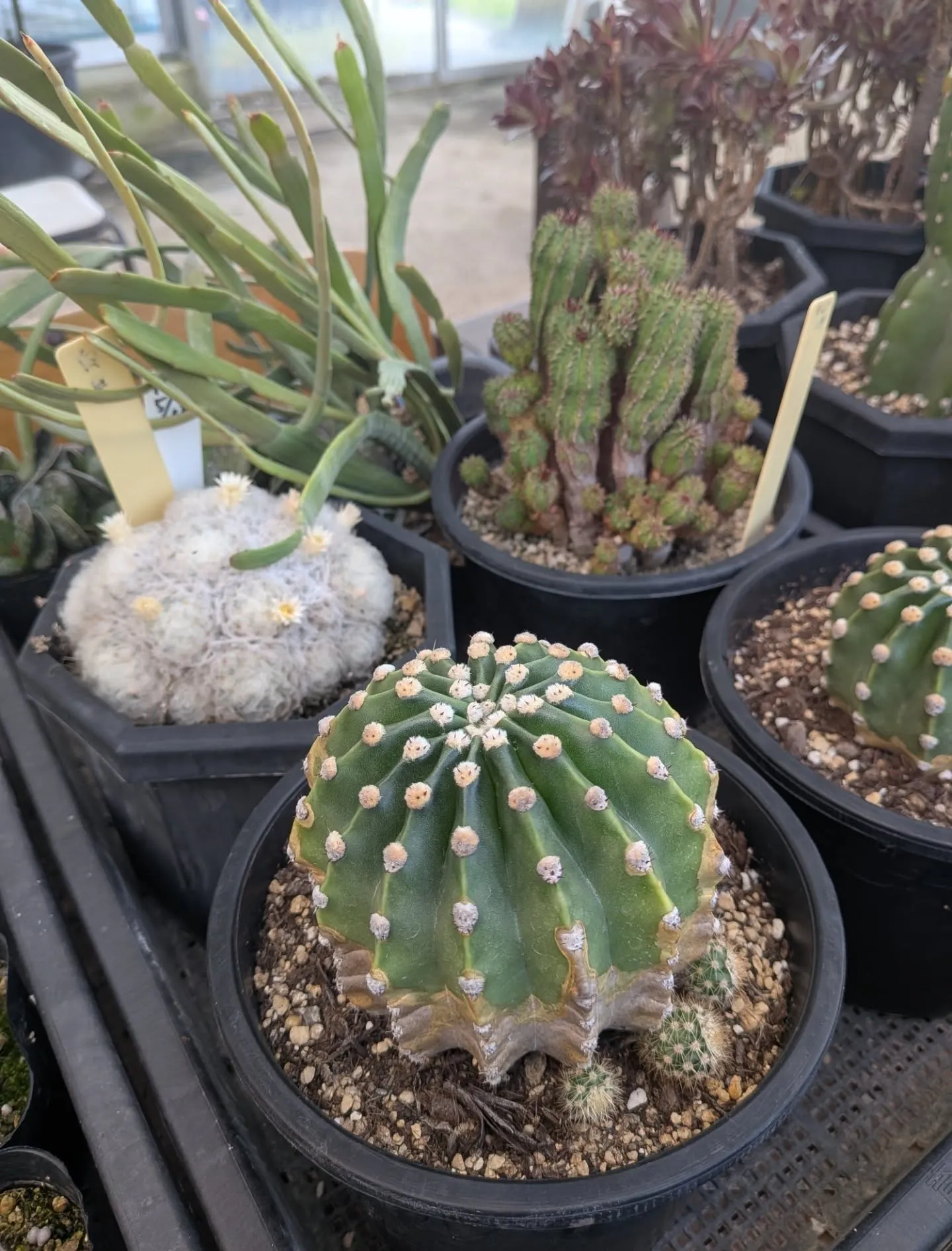 近づいてきました！28日29日の感謝祭セールの準備を慌ただし...