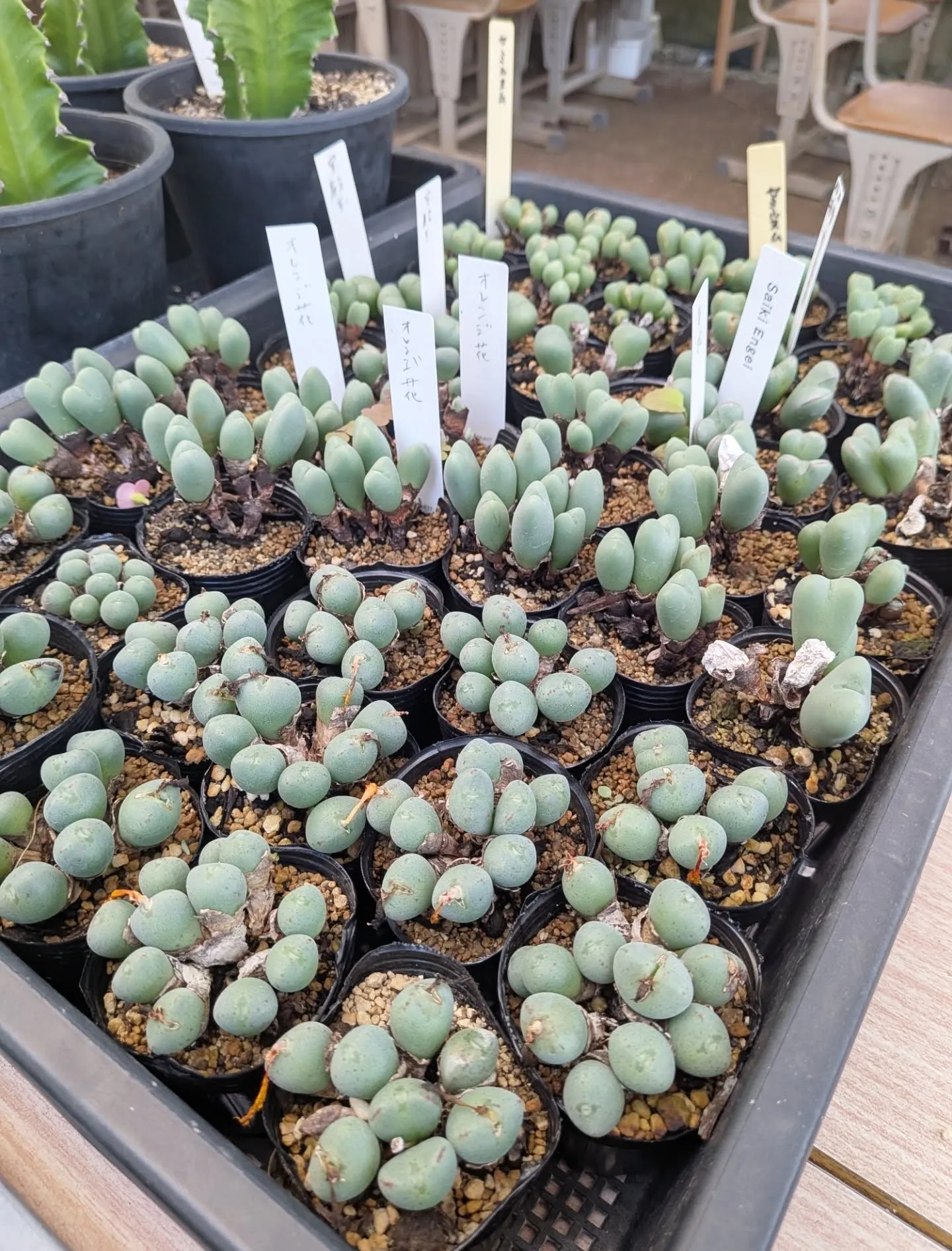 近づいてきました！28日29日の感謝祭セールの準備を慌ただし...