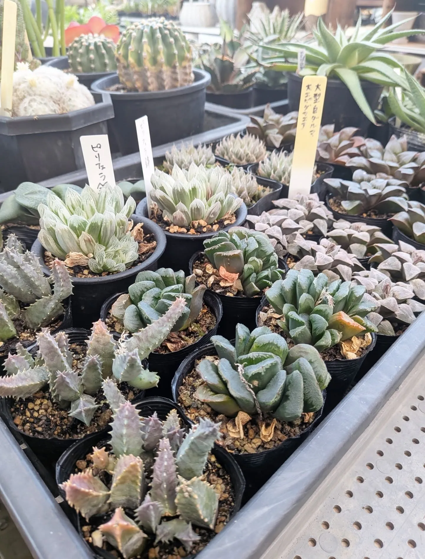 近づいてきました！28日29日の感謝祭セールの準備を慌ただし...