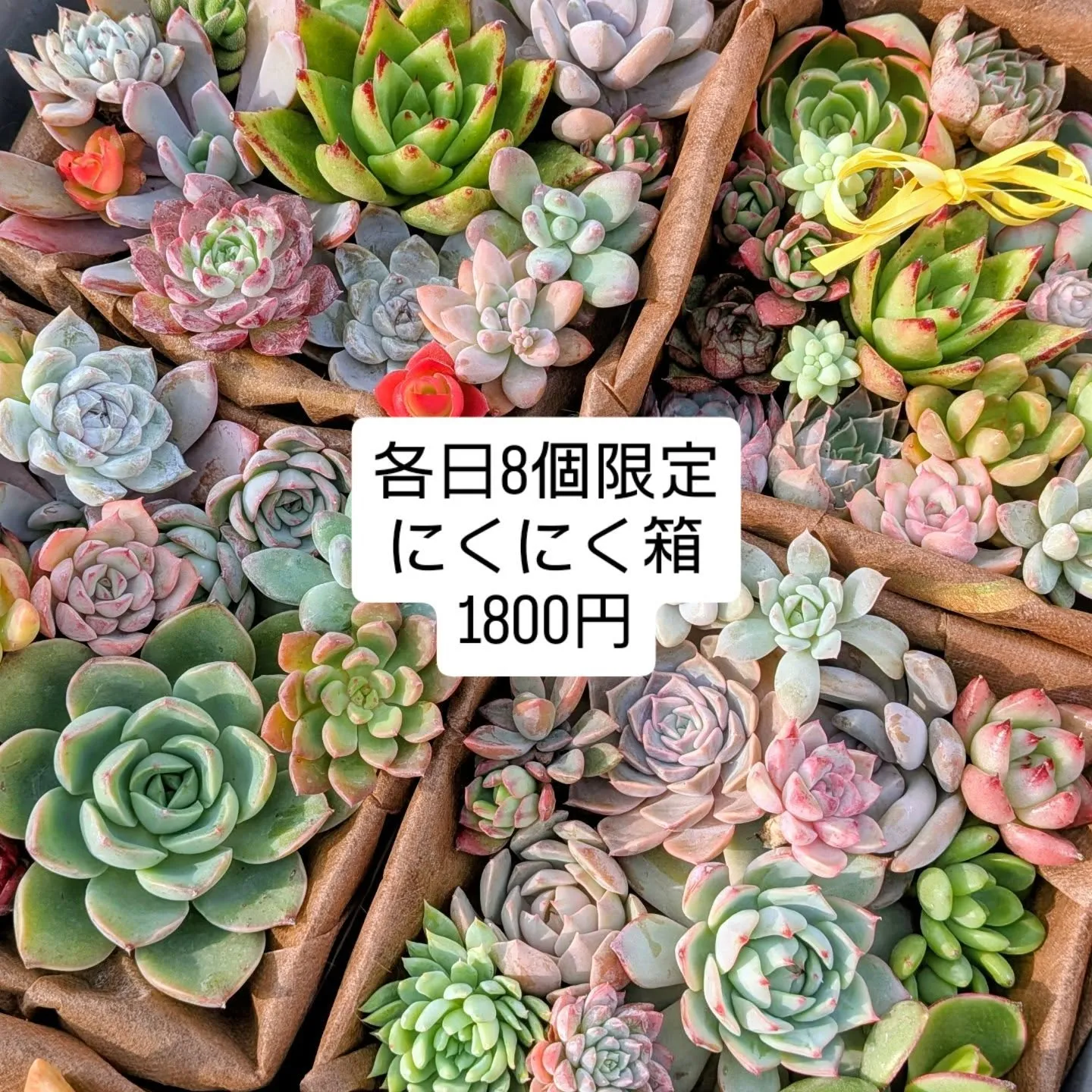 今年もお世話になりありがとうございました🙏