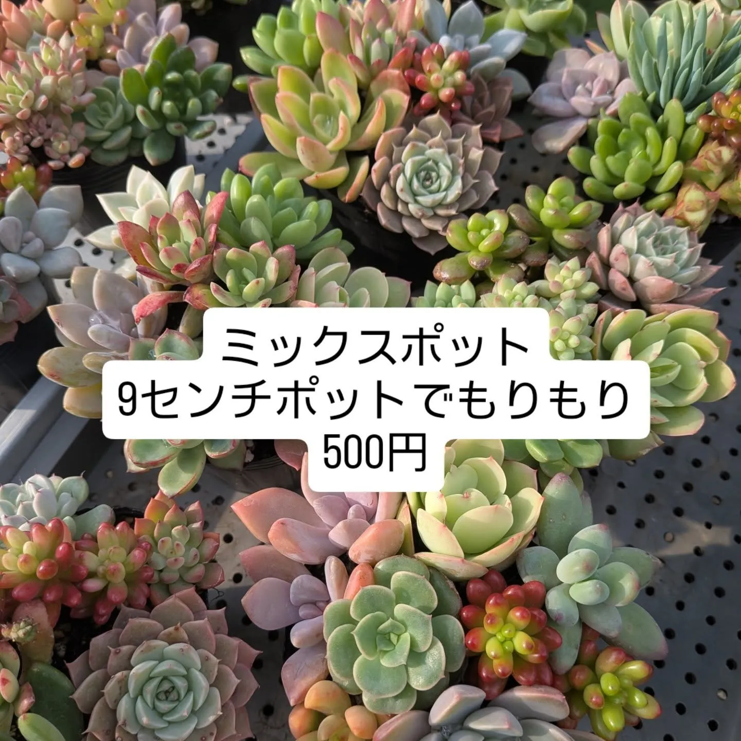 今年もお世話になりありがとうございました🙏