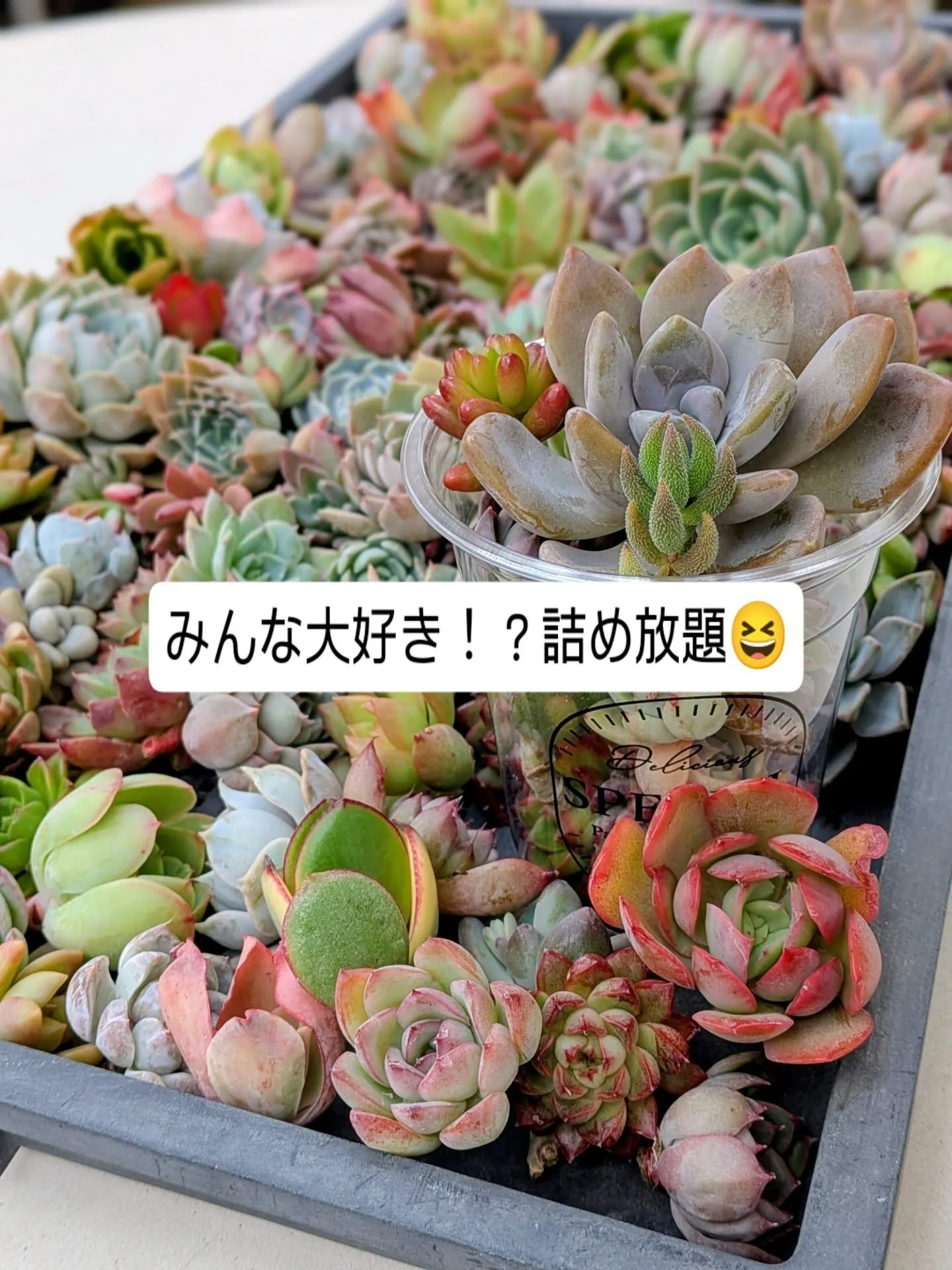 明日から初売りです。