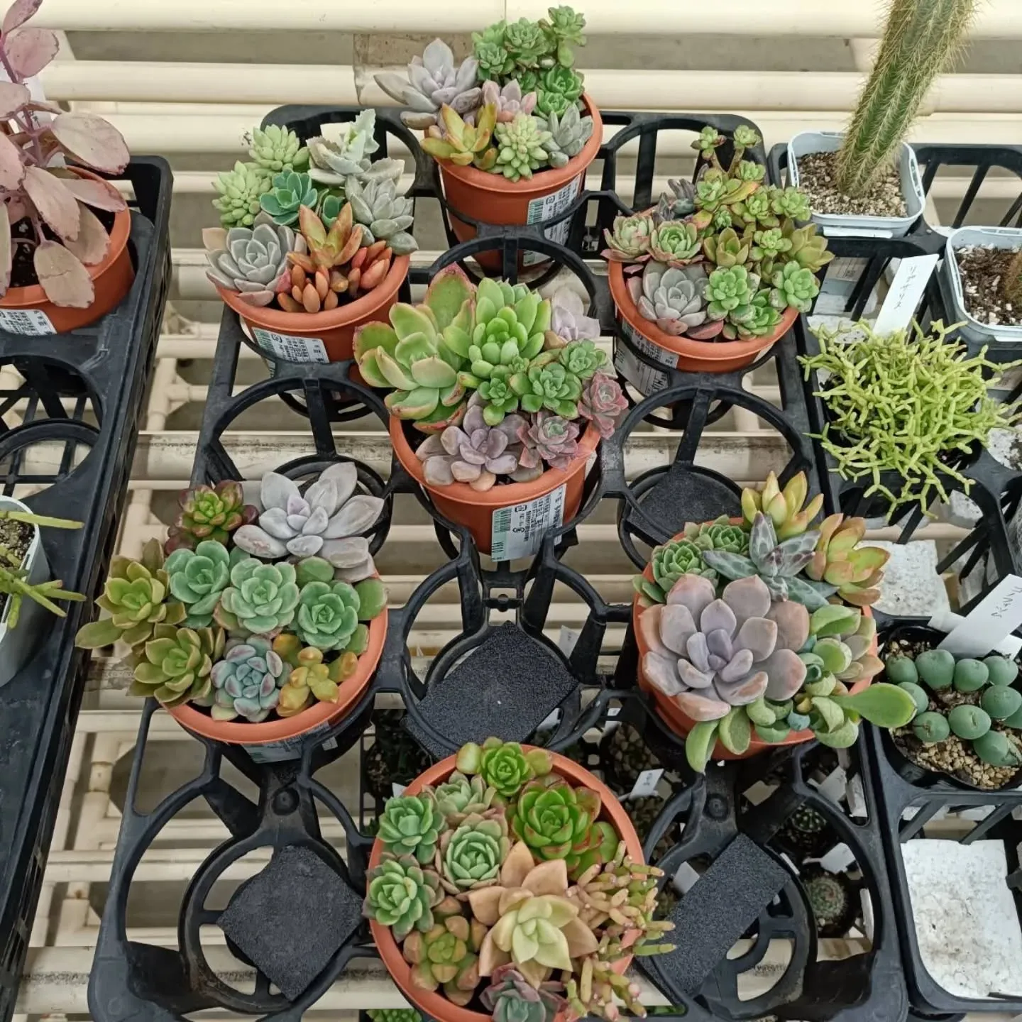 周ちゃん広場の苗を入れ替えてます🌵