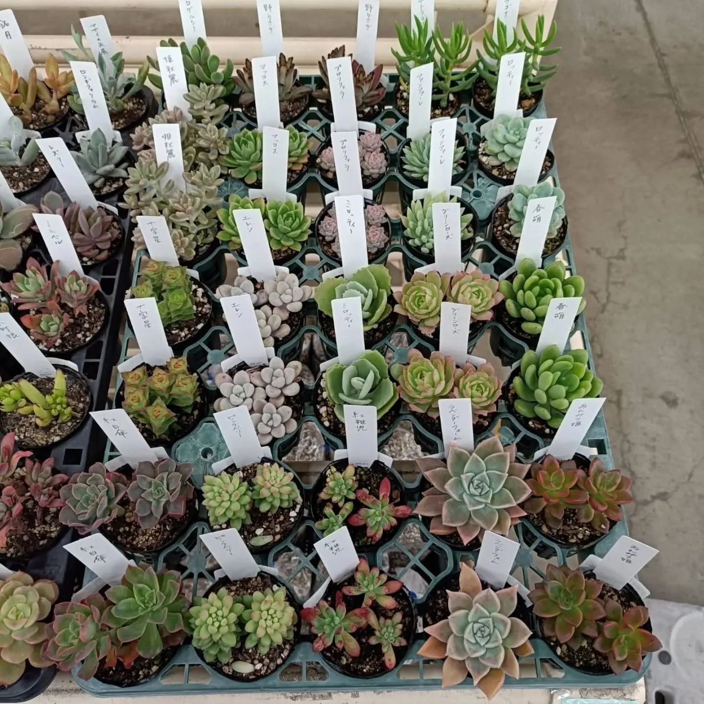 周ちゃん広場の苗を入れ替えてます🌵