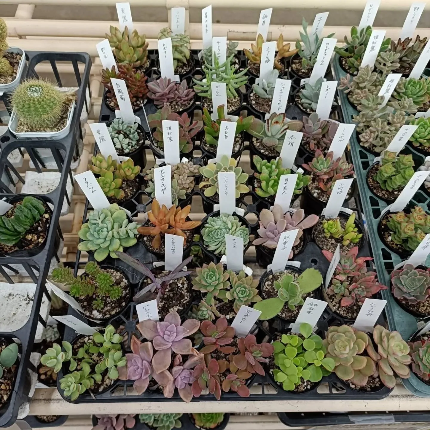 周ちゃん広場の苗を入れ替えてます🌵