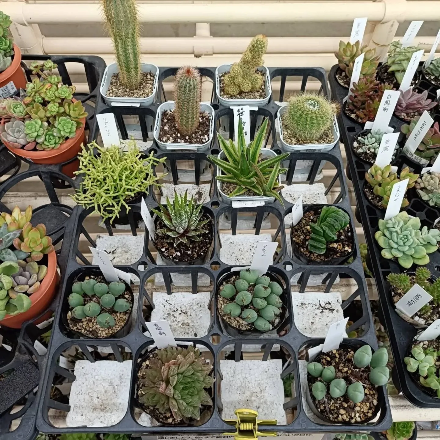 周ちゃん広場の苗を入れ替えてます🌵