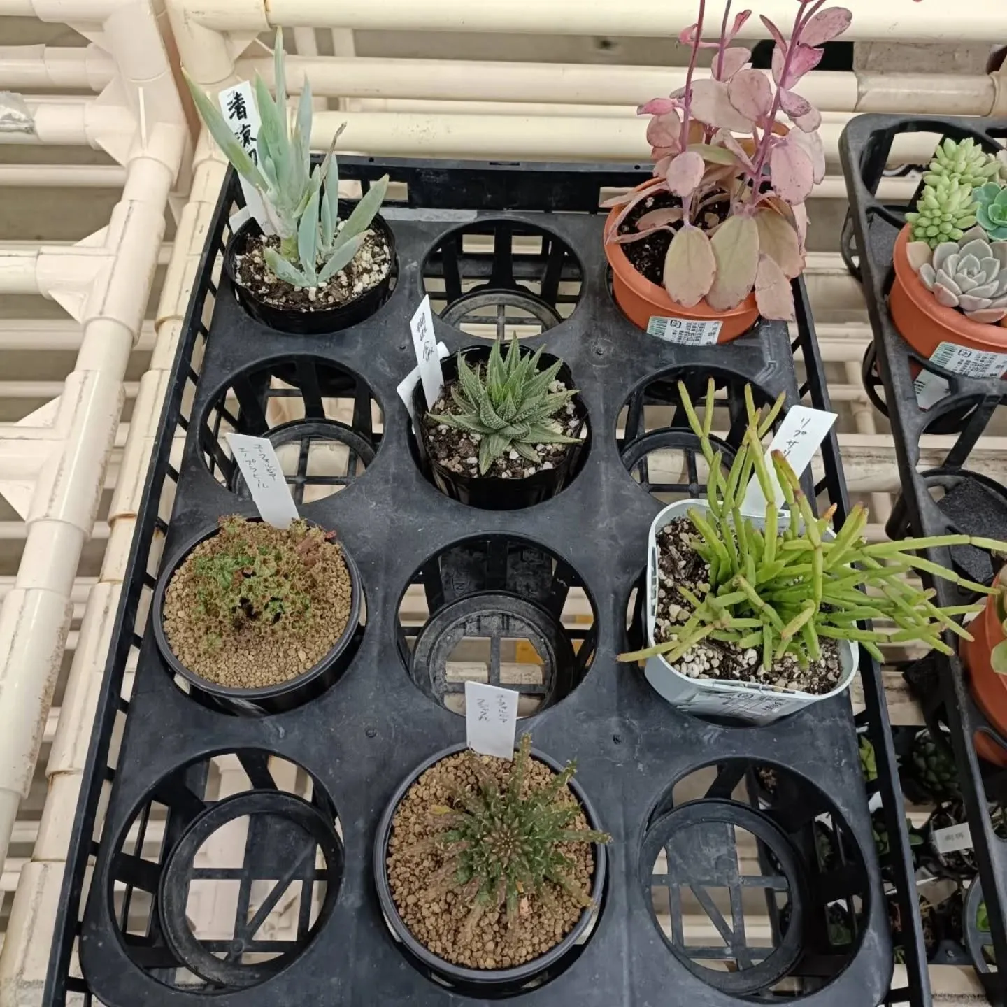 周ちゃん広場の苗を入れ替えてます🌵