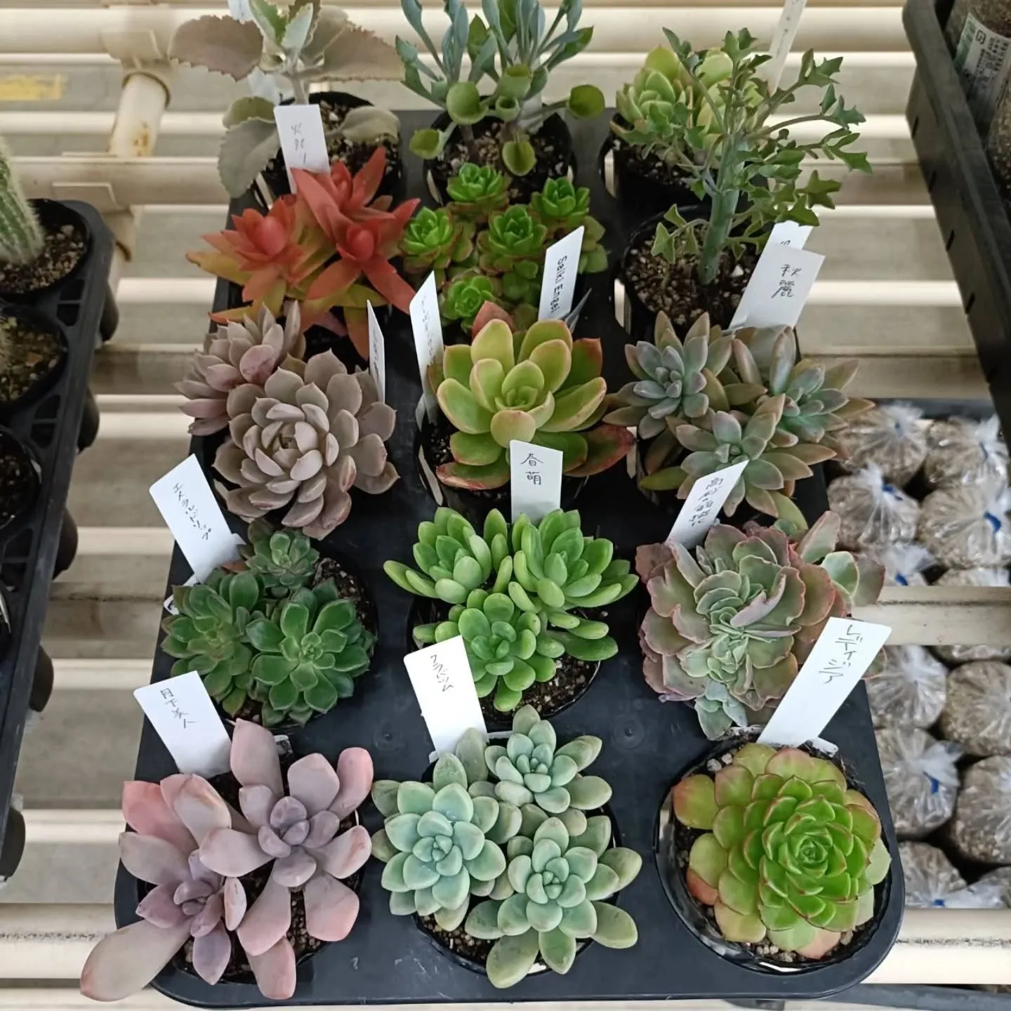 周ちゃん広場の苗を入れ替えてます🌵