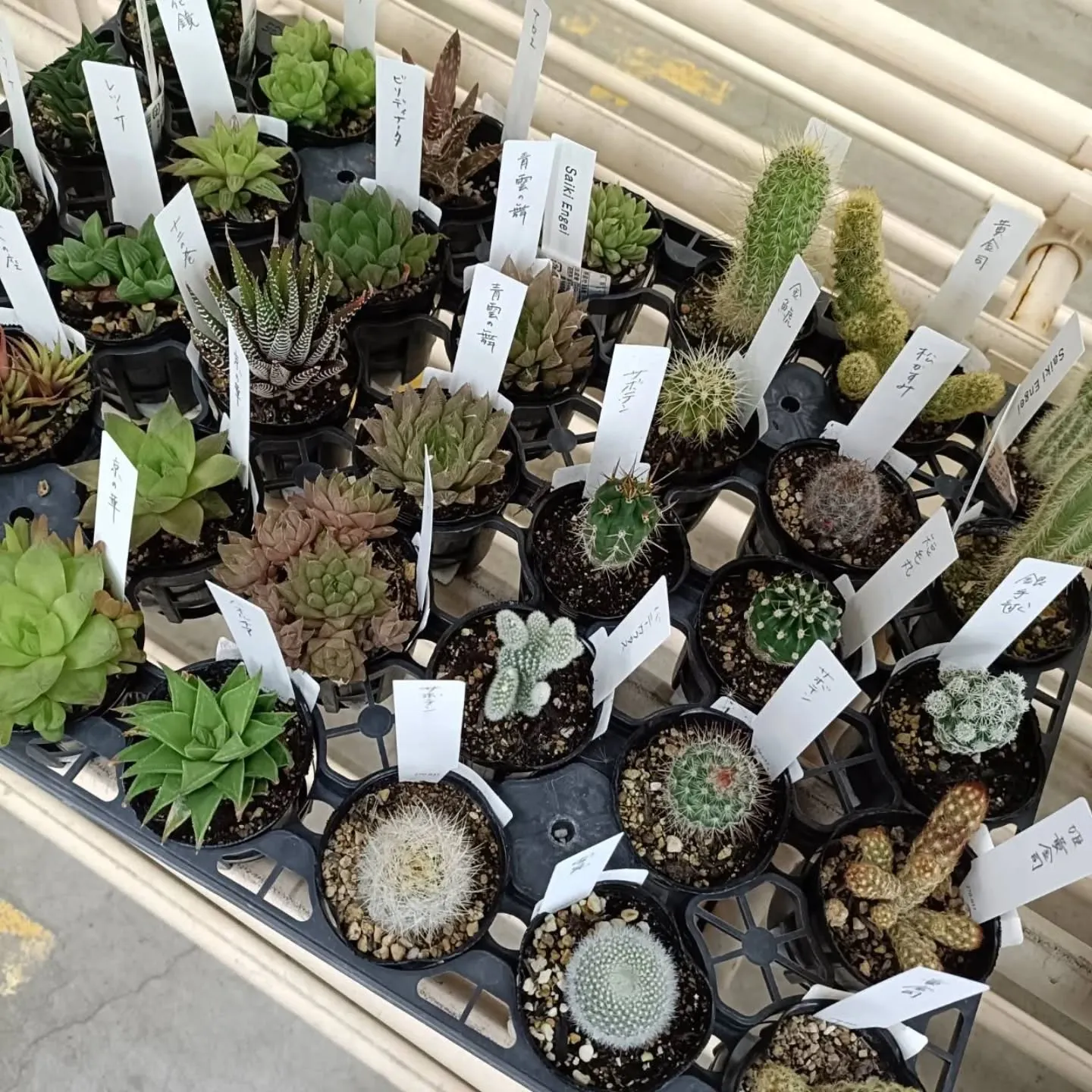 周ちゃん広場の苗を入れ替えてます🌵