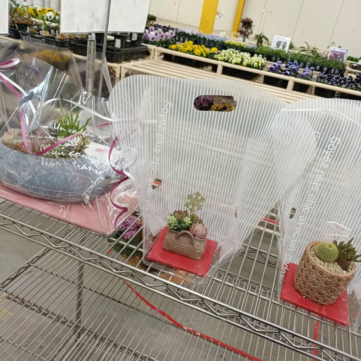 周ちゃん広場の苗を入れ替えてます🌵