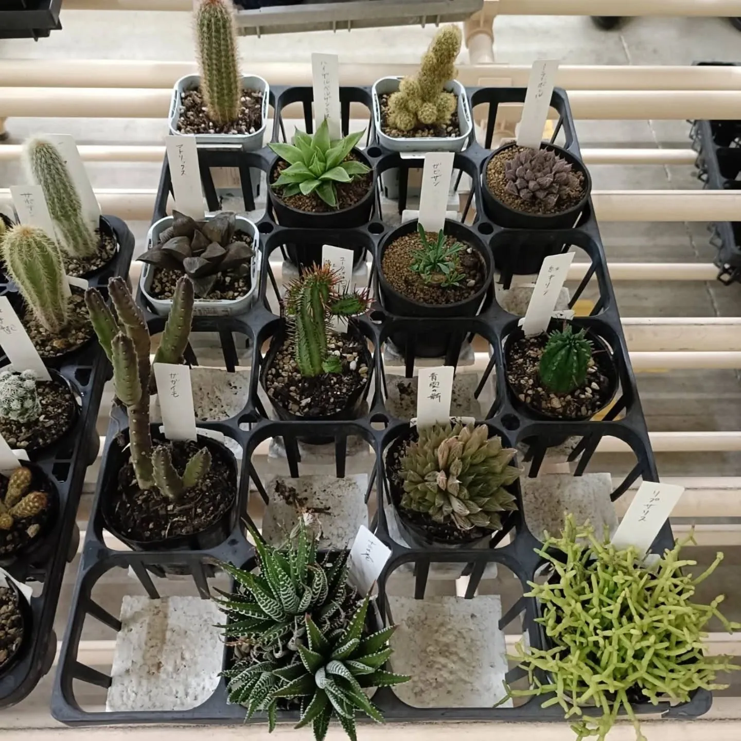 おはようございます😃