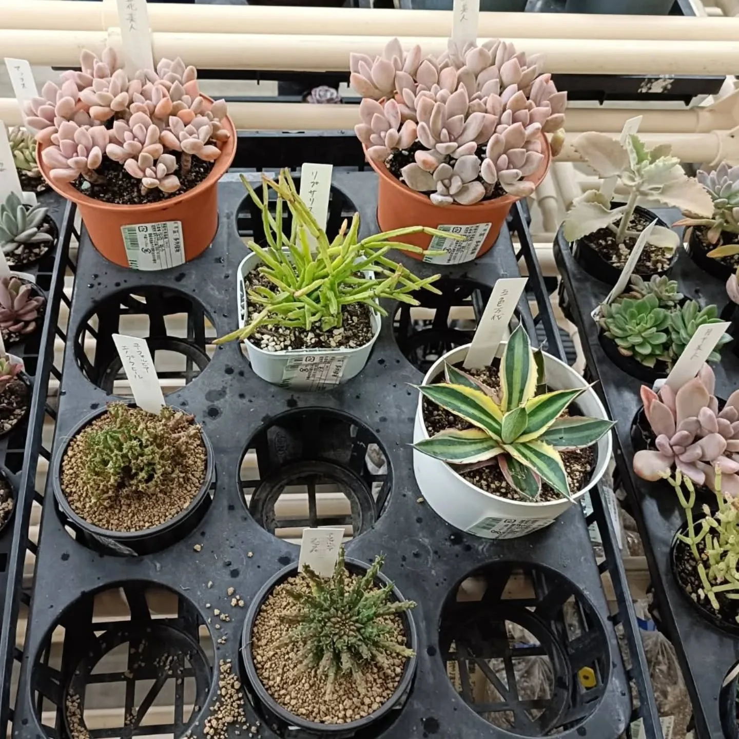 おはようございます😃