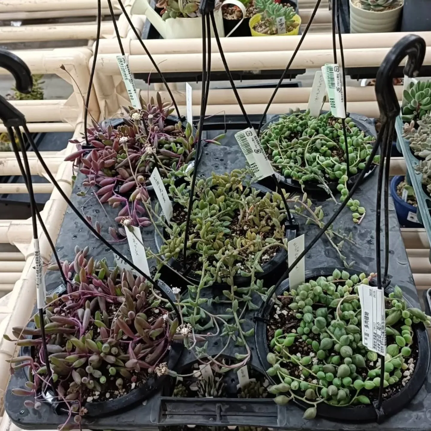 おはようございます😃