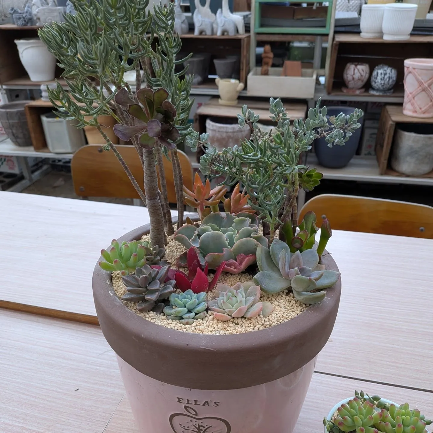 寄せ植え体験の作品です😊