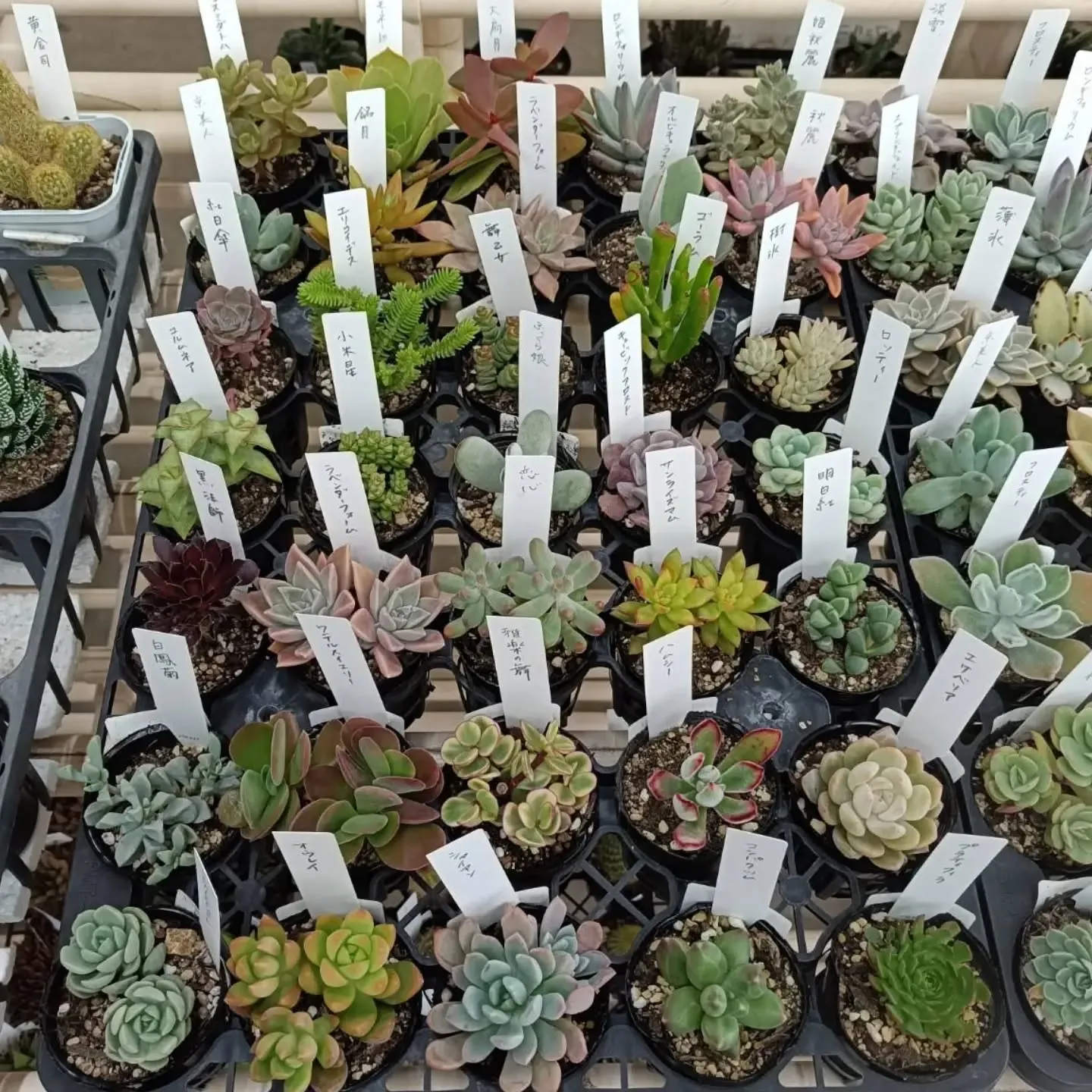 おはようございます☀