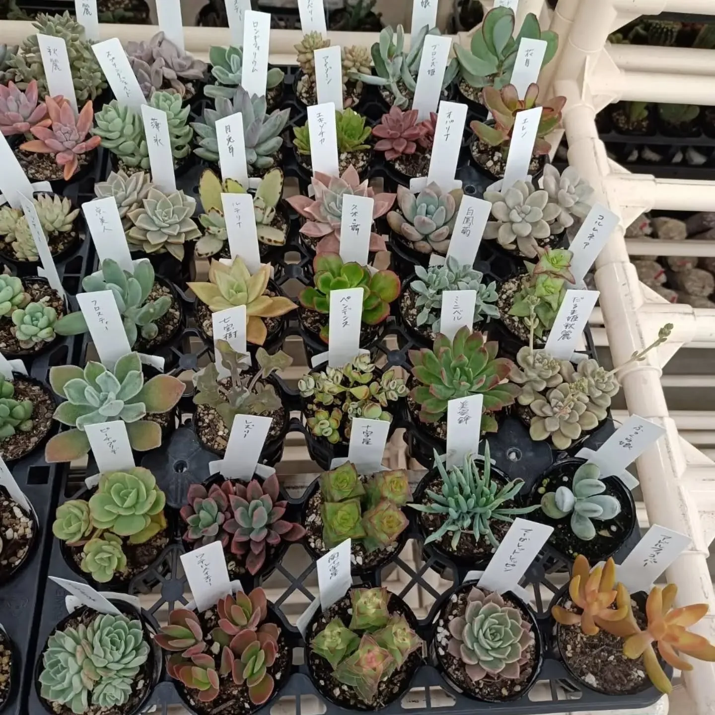 おはようございます☀