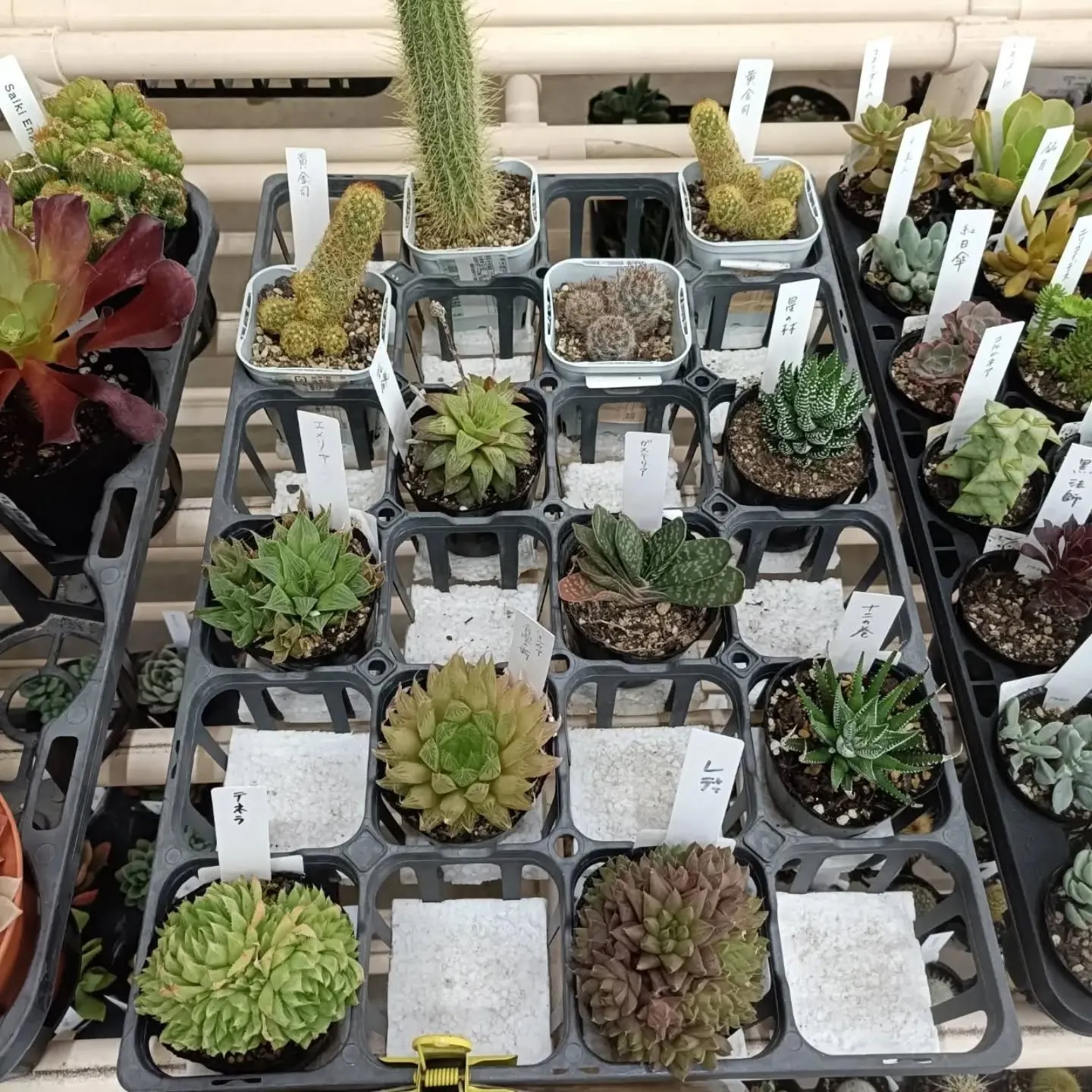 おはようございます☀