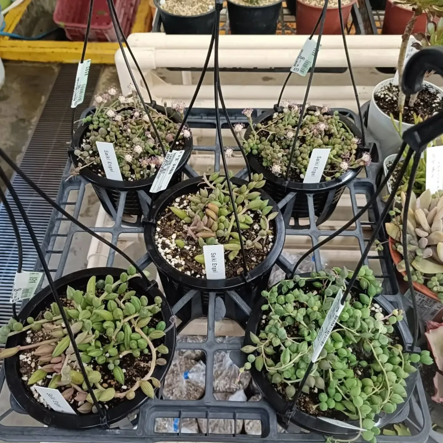 おはようございます☀