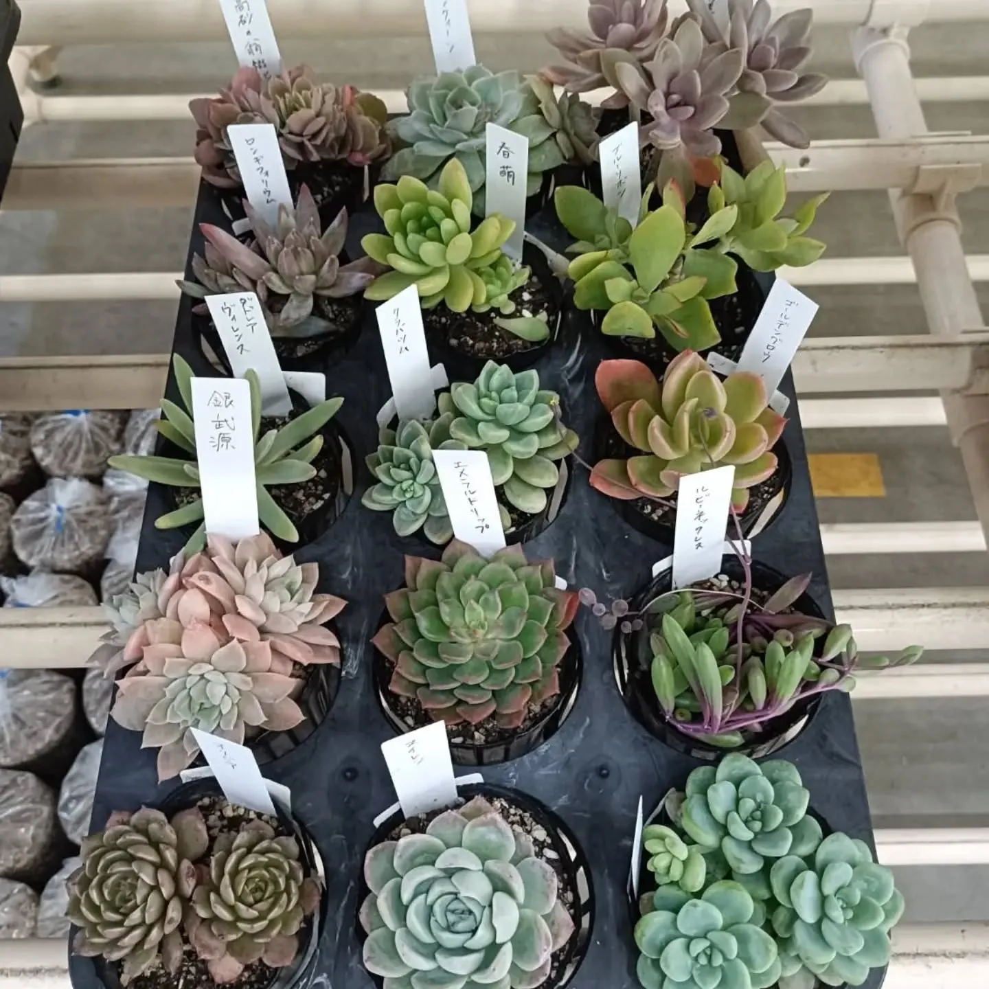 おはようございます☀