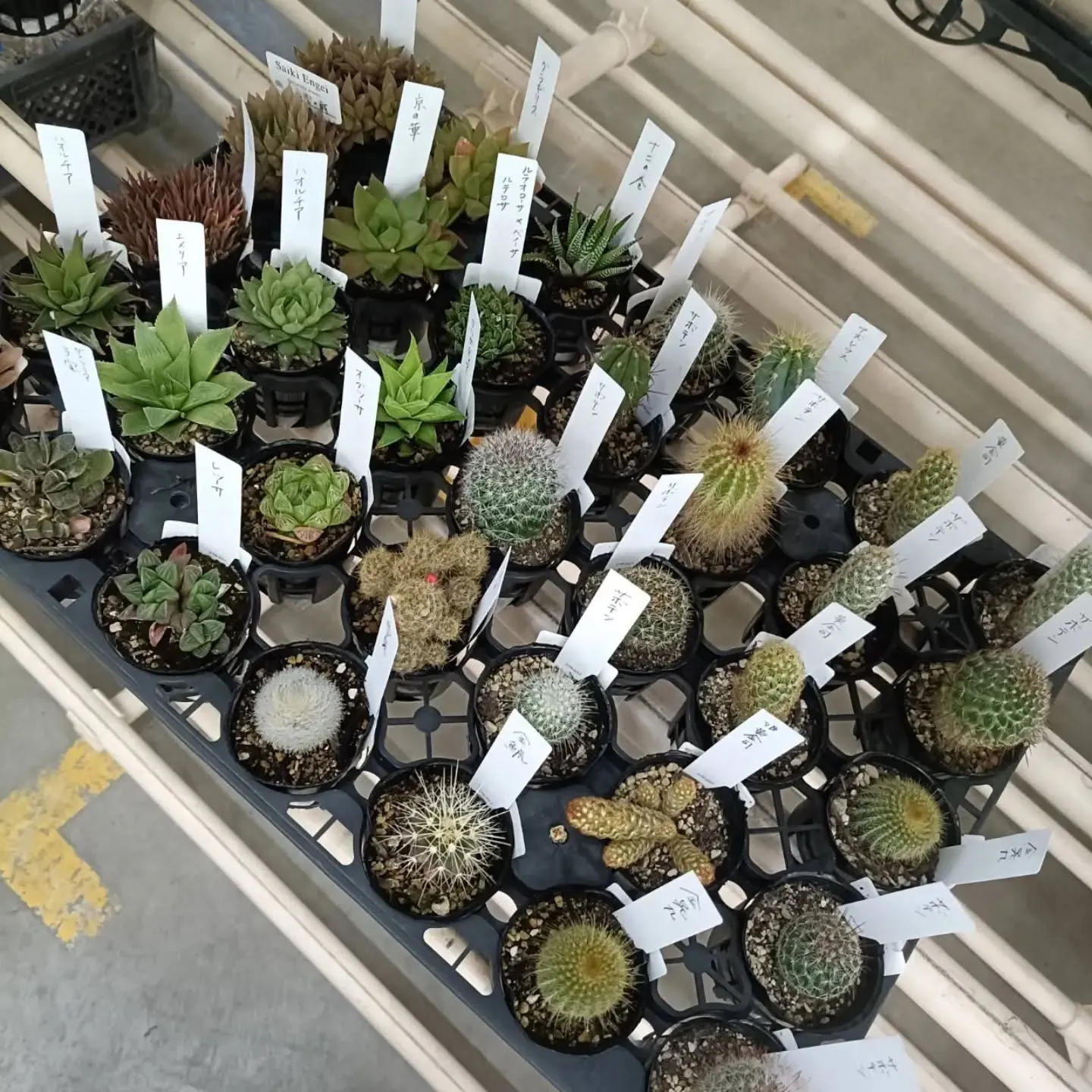 おはようございます☀