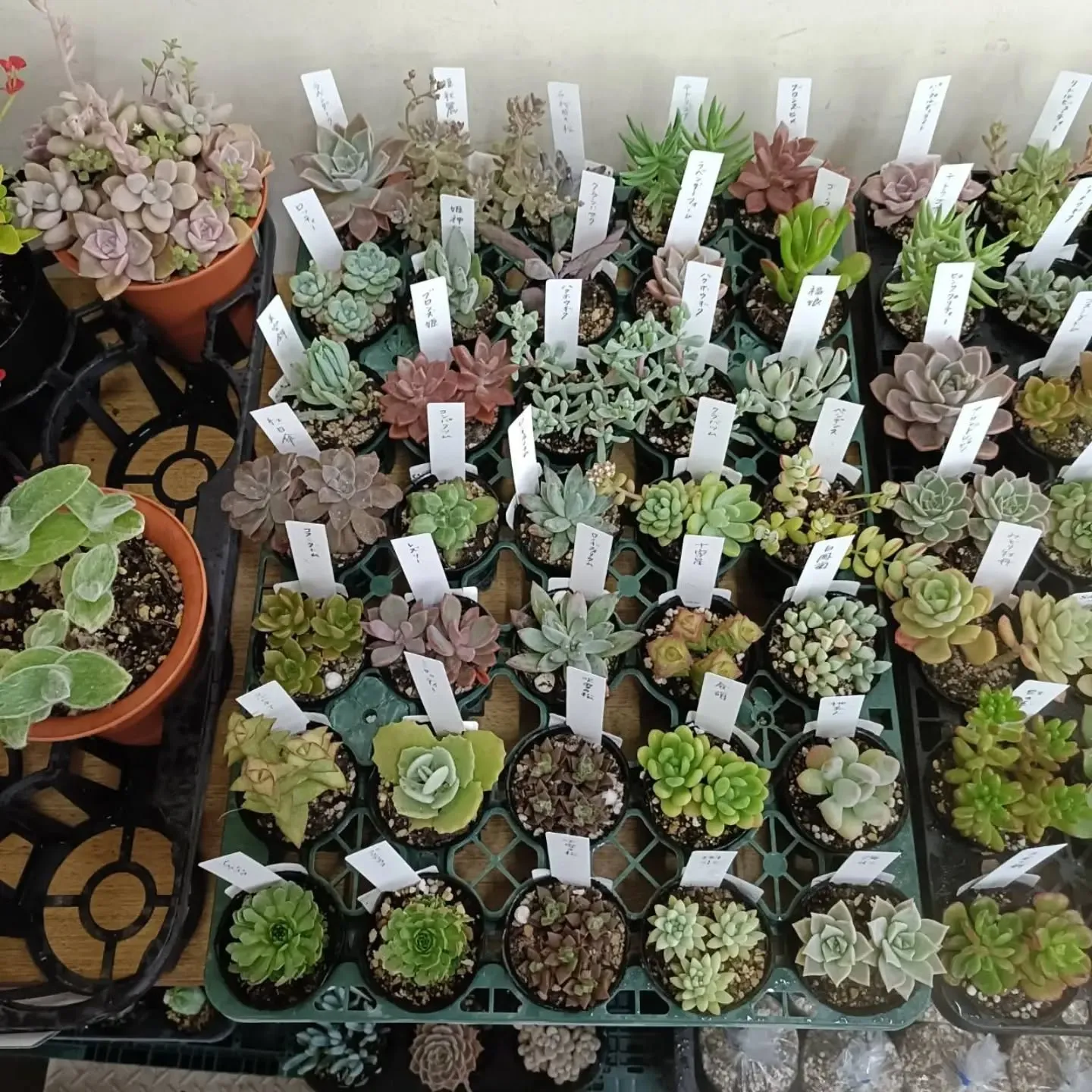 おはようございます。