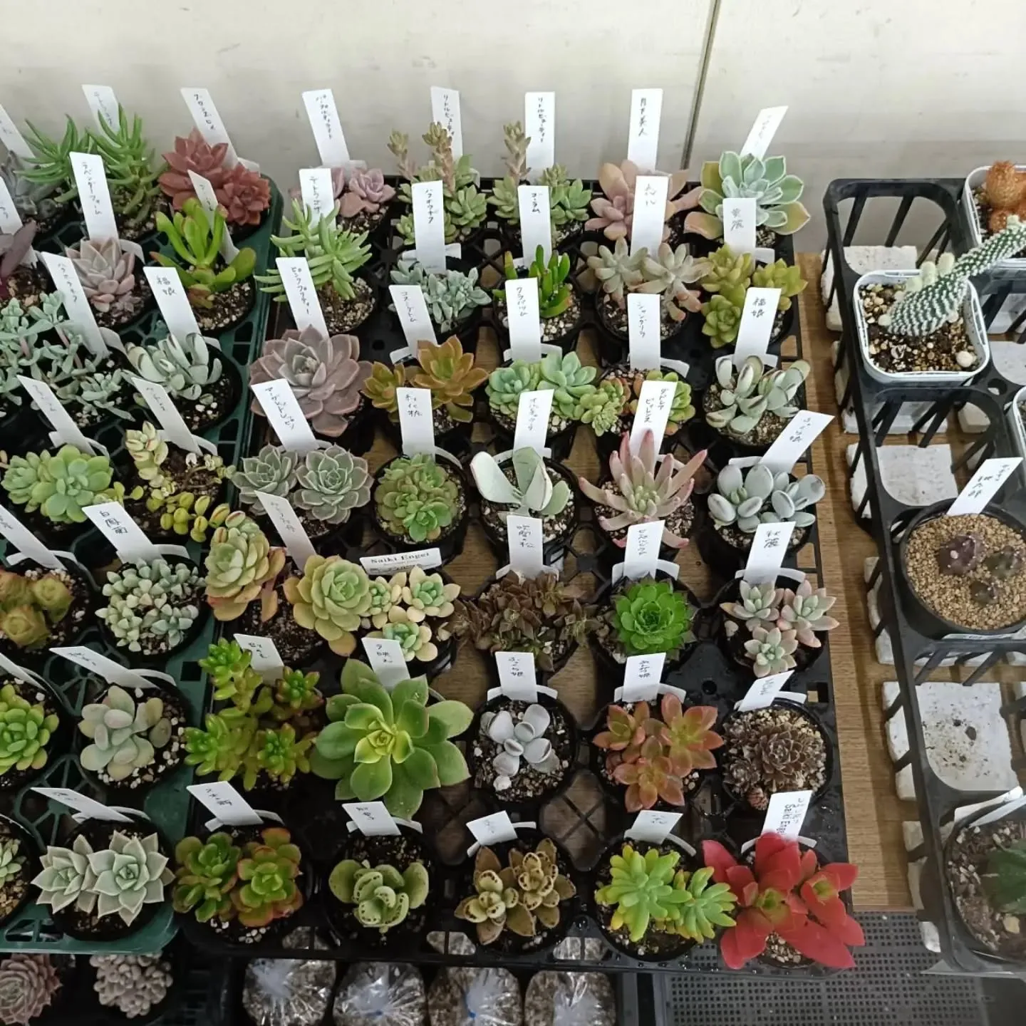 おはようございます。