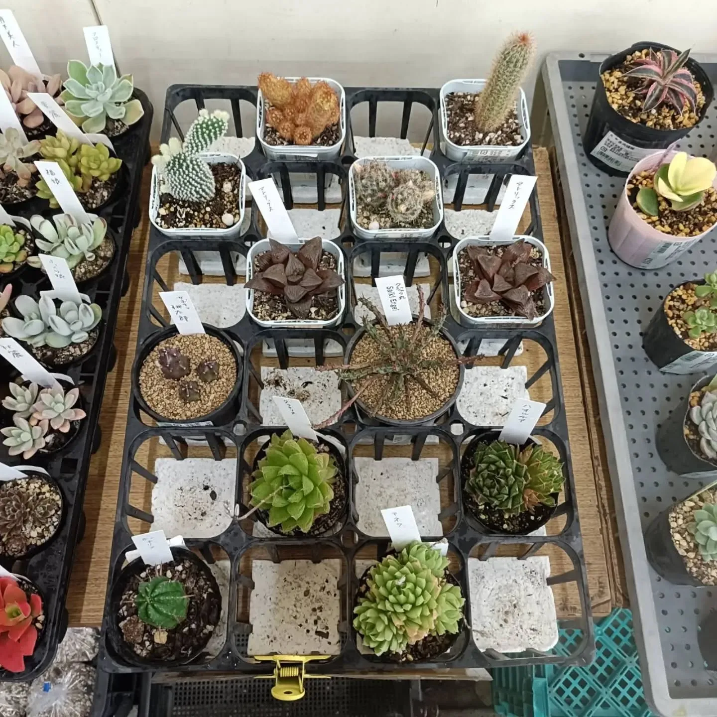 おはようございます。